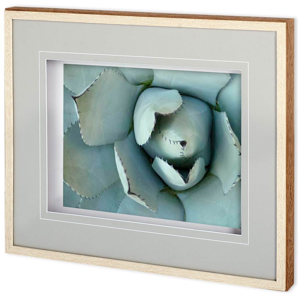 Agave Detail II by Alison Jerry a Framed Photo Art Print Matted under Glass by Mercana at Eve Furniture