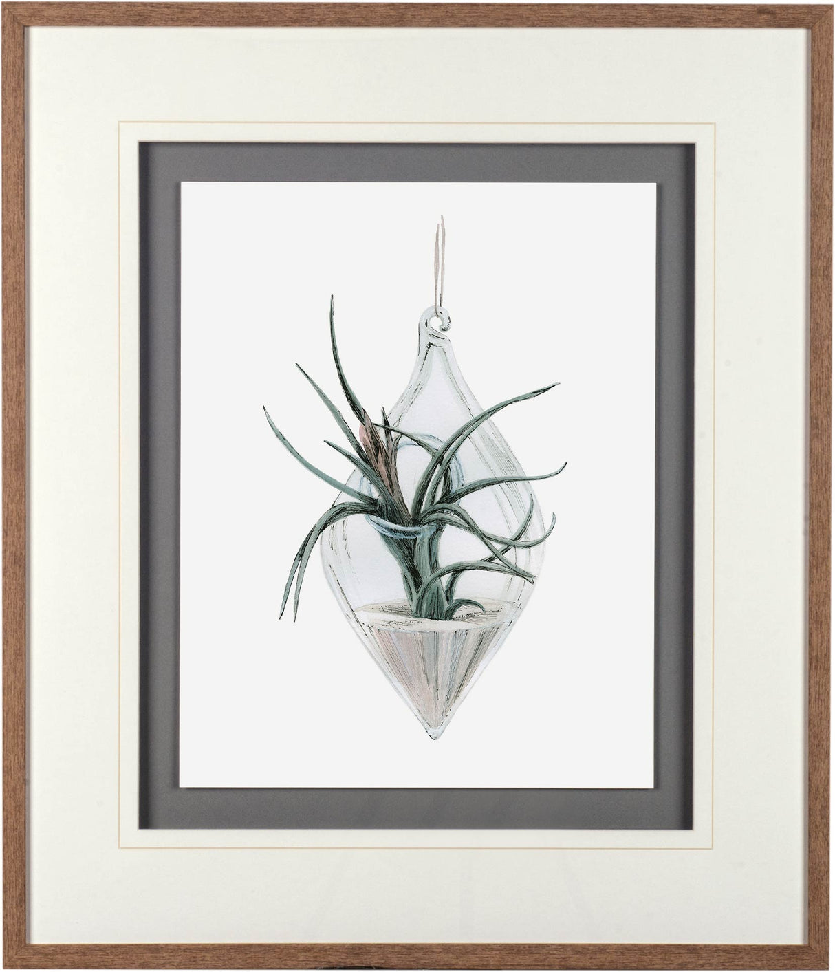 Air Plant 2 by Harvey, Brenna a Framed Art Print Matted under Glass by Mercana at Eve Furniture