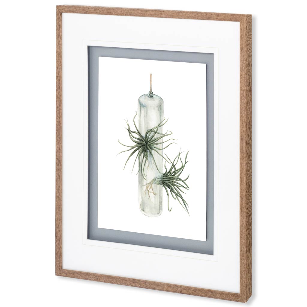 Air Plant 5 by Harvey, Brenna a Framed Art Print Matted under Glass by Mercana at Eve Furniture
