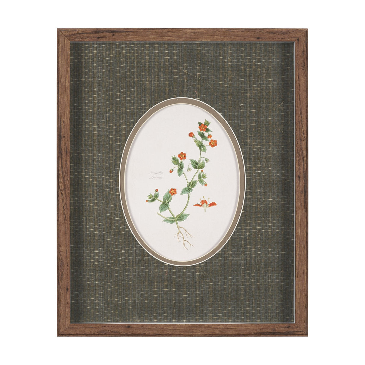 Anagallis Arvensis Flowers by Pierre Joseph Redoute a Hand Embellished Framed Print under Glass by Mercana at Eve Furniture