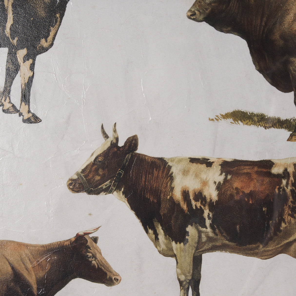 Antique Cow Chart by Mercana Studio a Framed Art Print Matted under Glass by Mercana at Eve Furniture