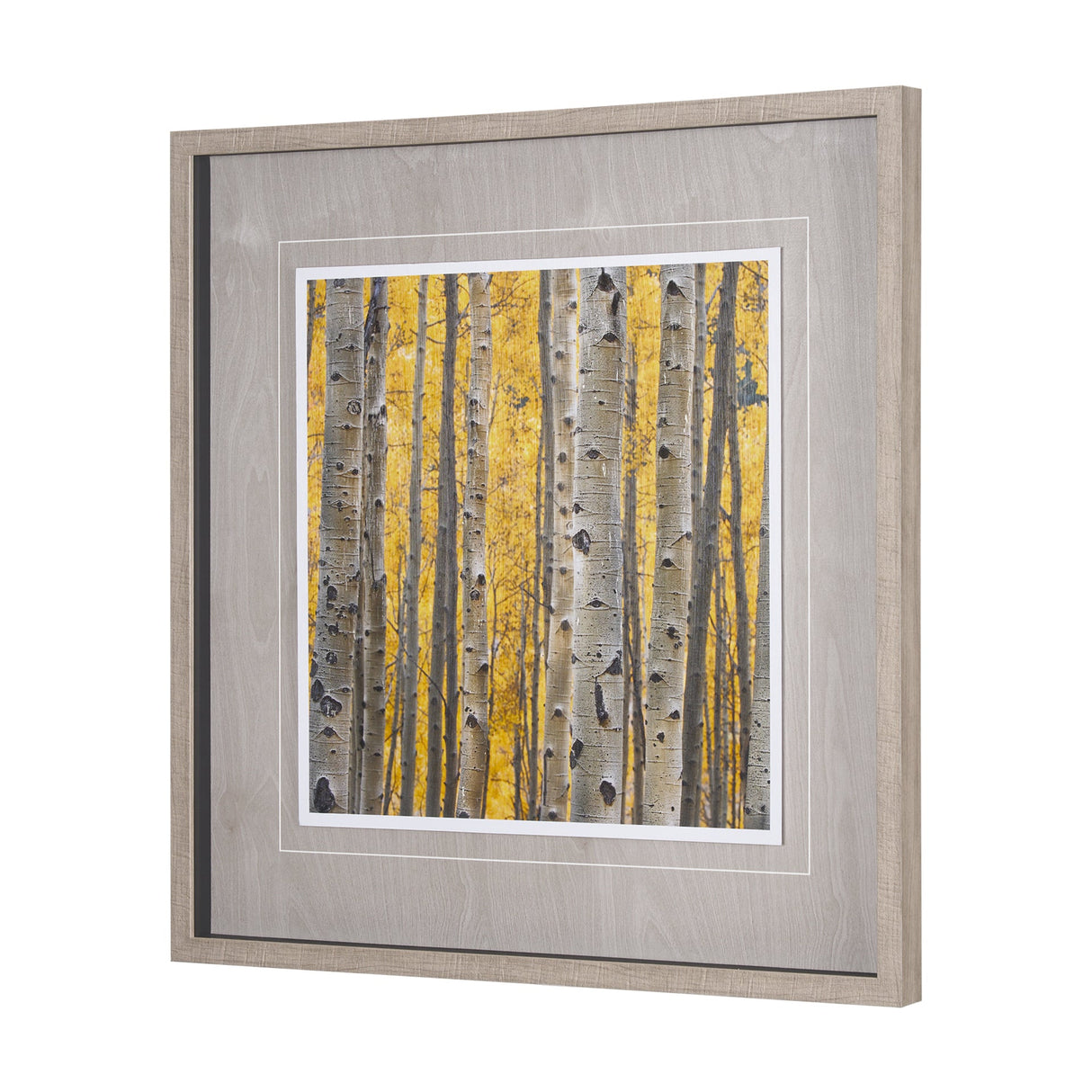 Aspen Trees 3 by Jamie Cook a Hand Embelished Textured Framed Photo Art Print Matted under Glass by Mercana at Eve Furniture