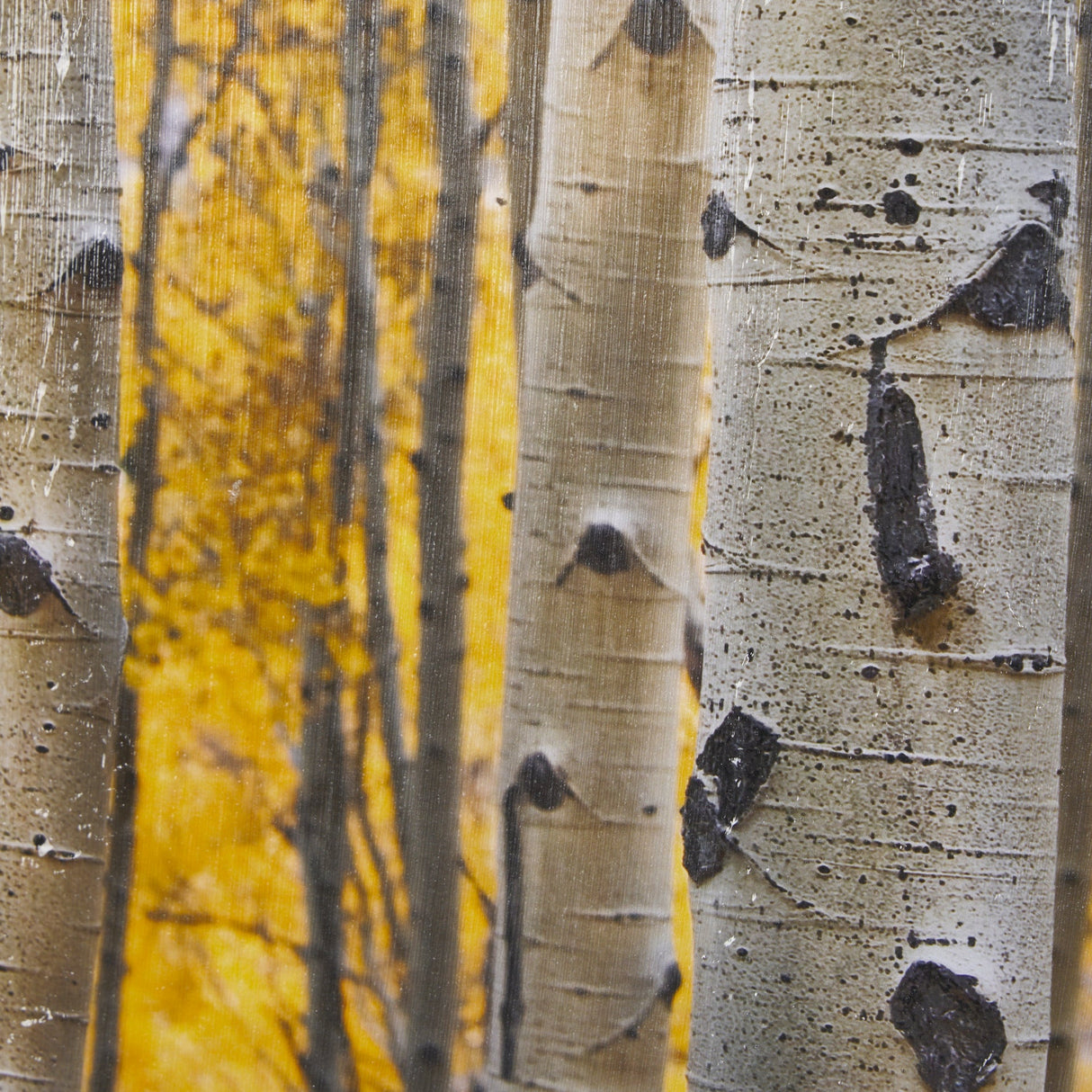 Aspen Trees 3 by Jamie Cook a Hand Embelished Textured Framed Photo Art Print Matted under Glass by Mercana at Eve Furniture