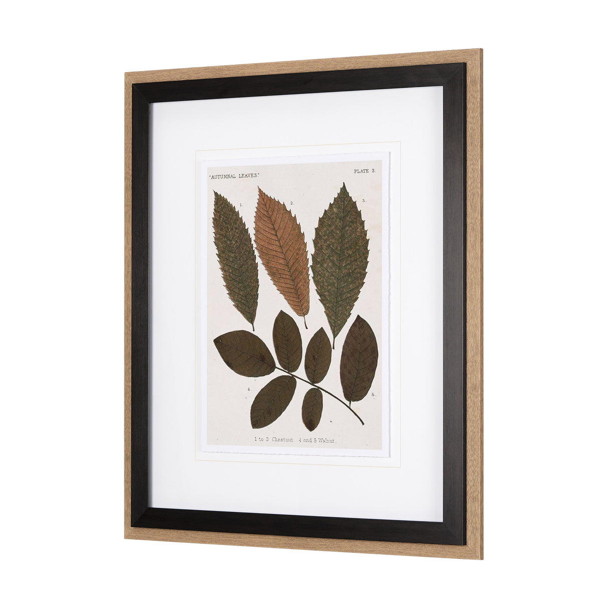 Autumnal Leaves I by Vision Studio a Framed Art Print Matted under Glass by Mercana at Eve Furniture