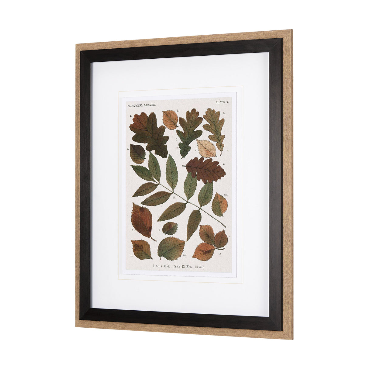 Autumnal Leaves V by Vision Studio a Framed Art Print Matted under Glass by Mercana at Eve Furniture