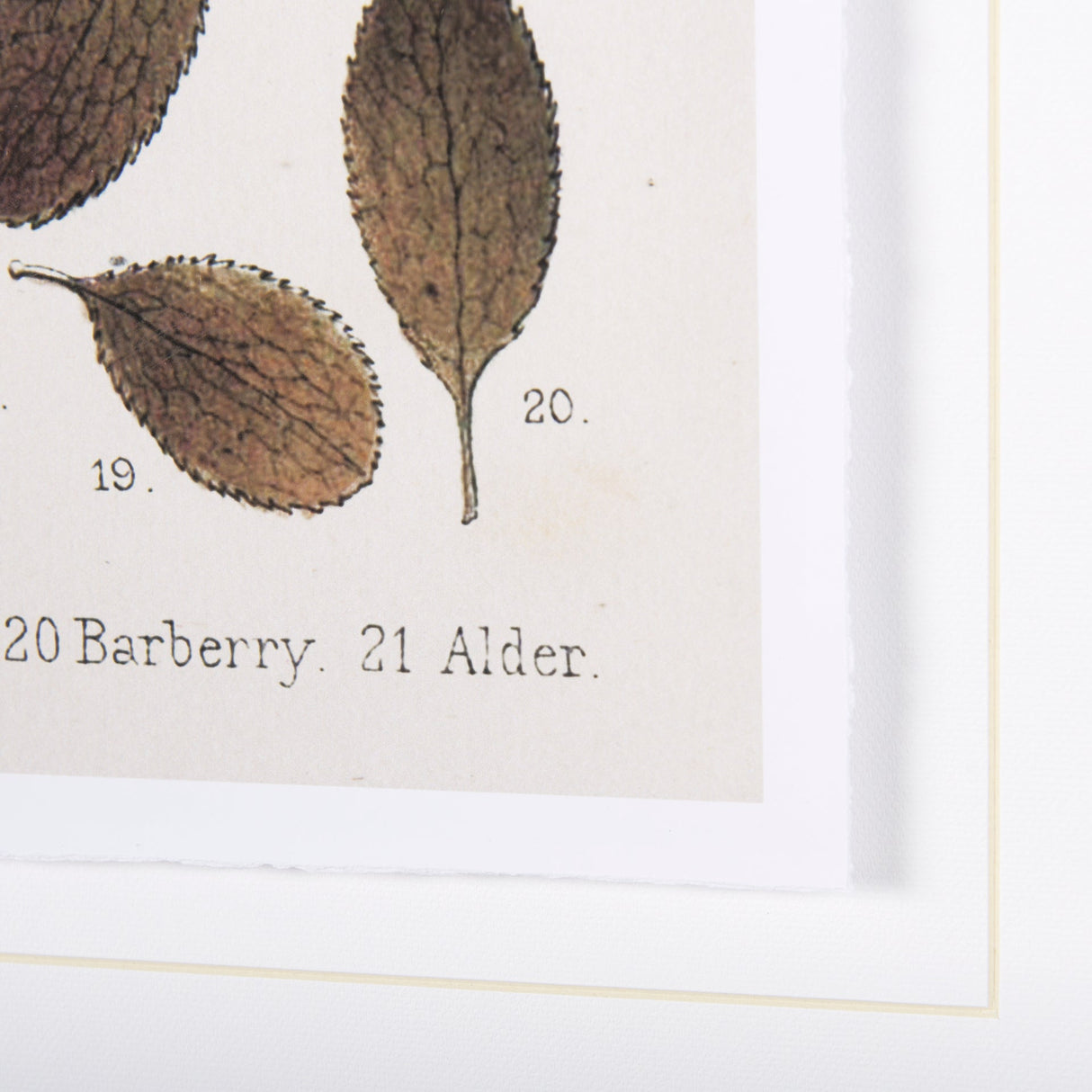 Autumnal Leaves VI by Vision Studio a Framed Art Print Matted under Glass by Mercana at Eve Furniture