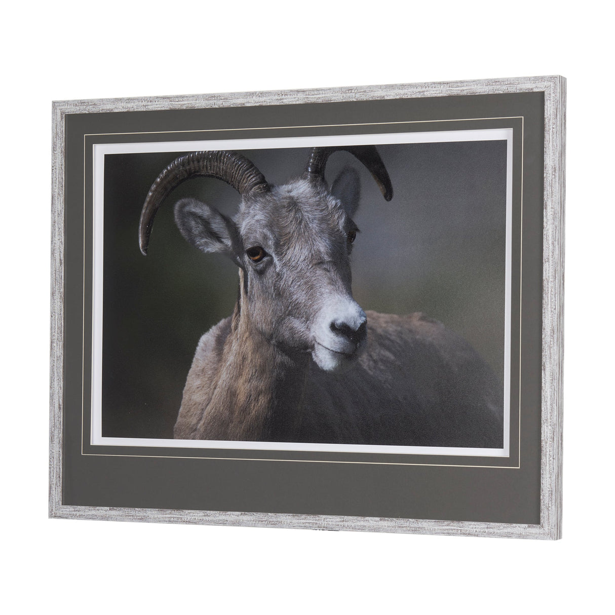 Big Horn Sheep by Chad Mackay a Hand Embellished Textured Framed Photo Art Print Matted under Glass by Mercana at Eve Furniture