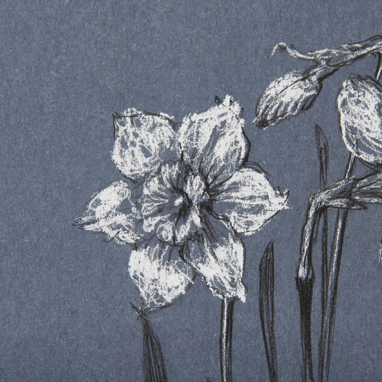 Botanical sketches I (Blue) by Mercana Studio Hand Embellished Framed Art Print Matted under Glass by Mercana at Eve Furniture