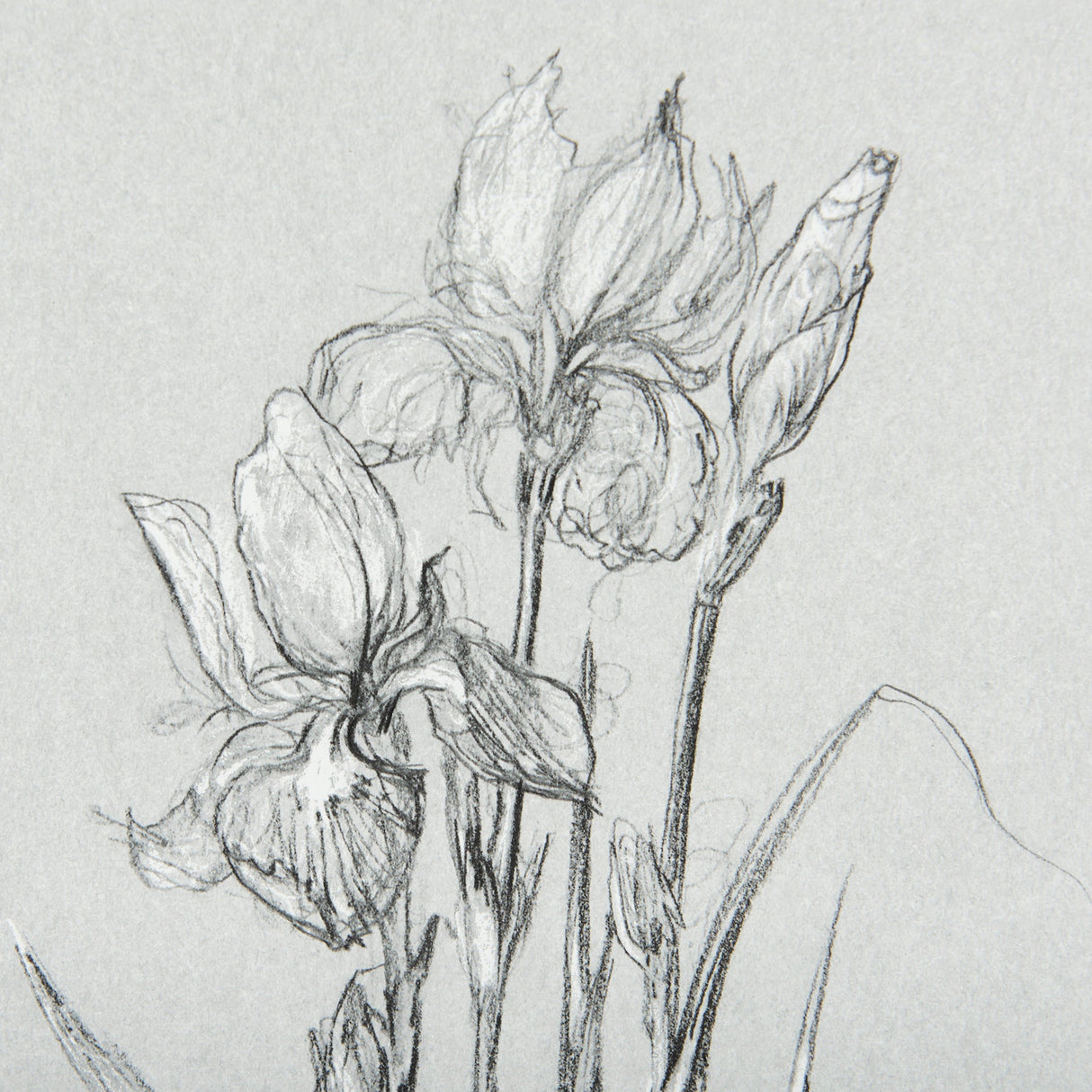 Botanical sketches IV (Grey) by Mercana Studio Hand Embellished Framed Art Print Matted under Glass by Mercana at Eve Furniture