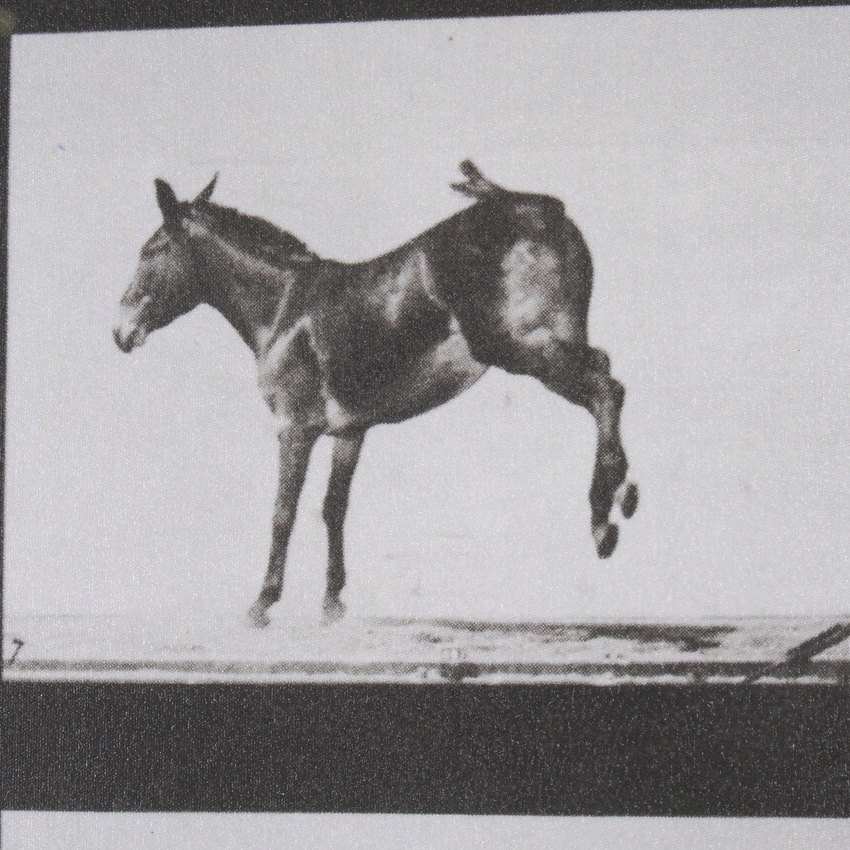 Bucking and Kicking by Eadweard Muybridge Hand Embellished Framed Art Print Matted under Glass by Mercana at Eve Furniture
