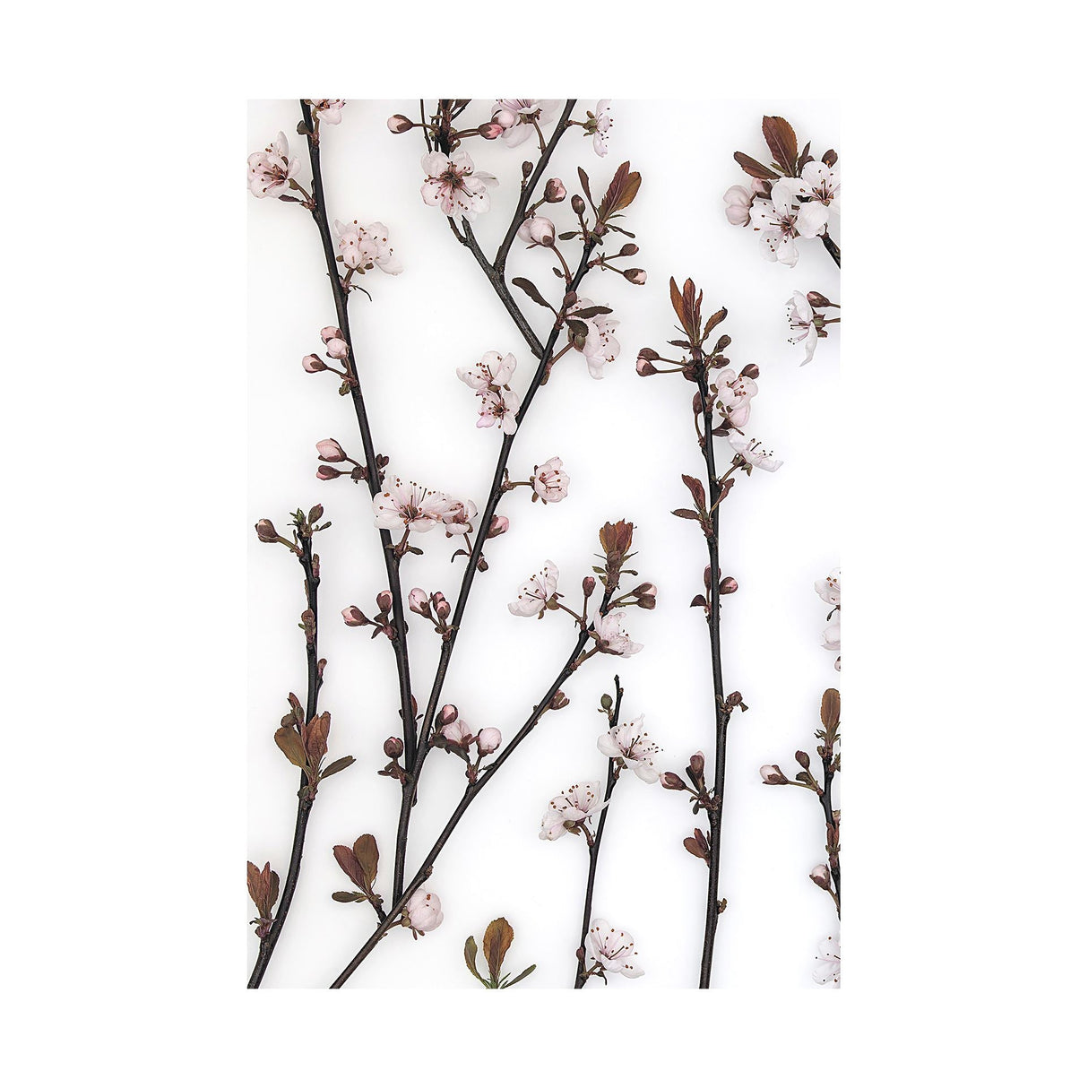 Budding Blossom by Frank Assaf a Hand Embellished Textured Canvas by Mercana at Eve Furniture