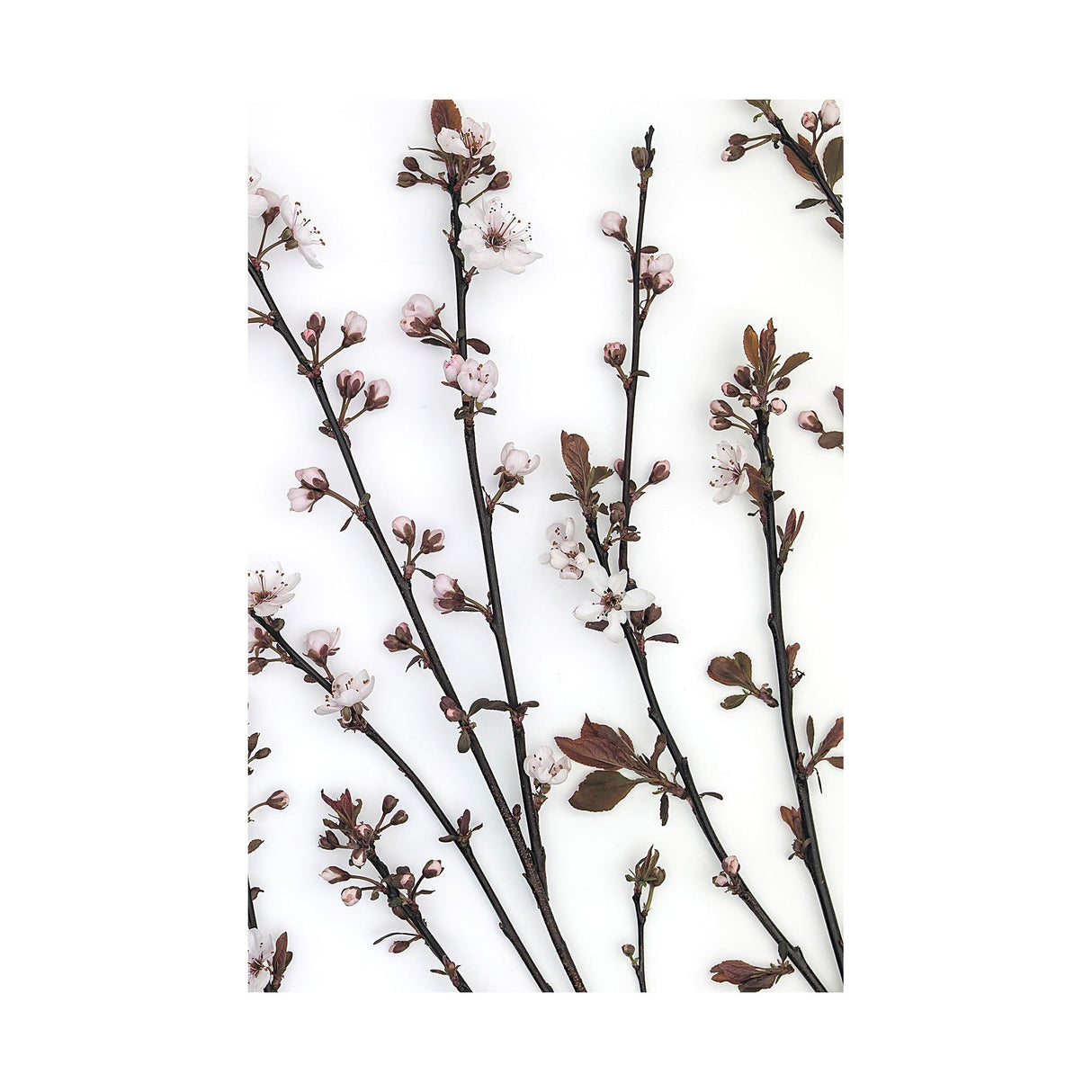 Budding Blossom by Frank Assaf a Hand Embellished Textured Canvas by Mercana at Eve Furniture