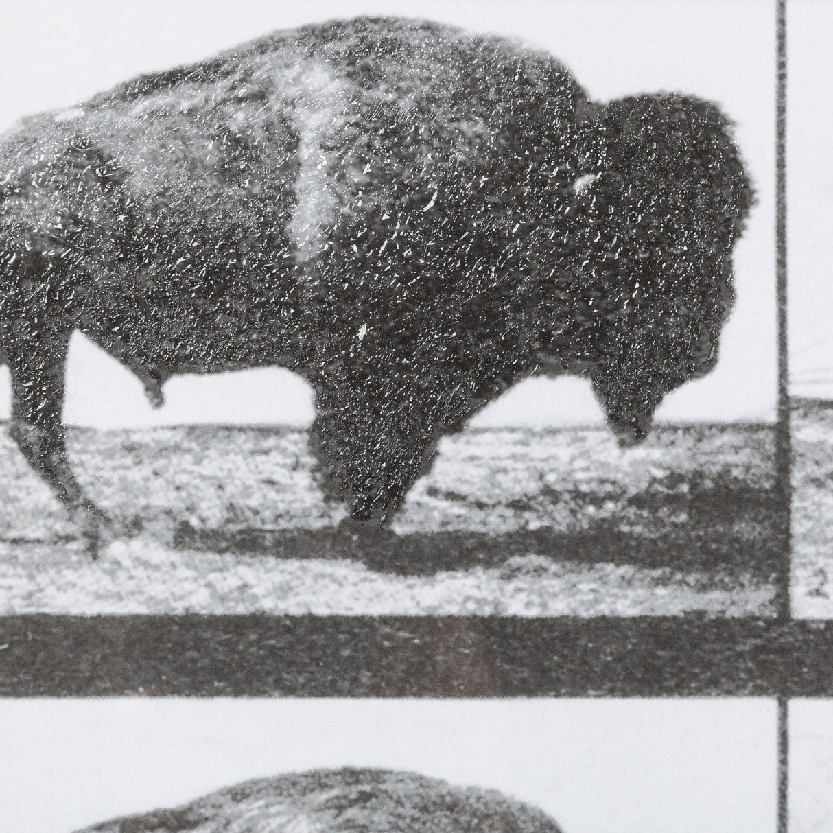 Buffalo Walking by Eadweard Muybridge Hand Embellished Textured Framed Art Print Matted under Glass by Mercana at Eve Furniture