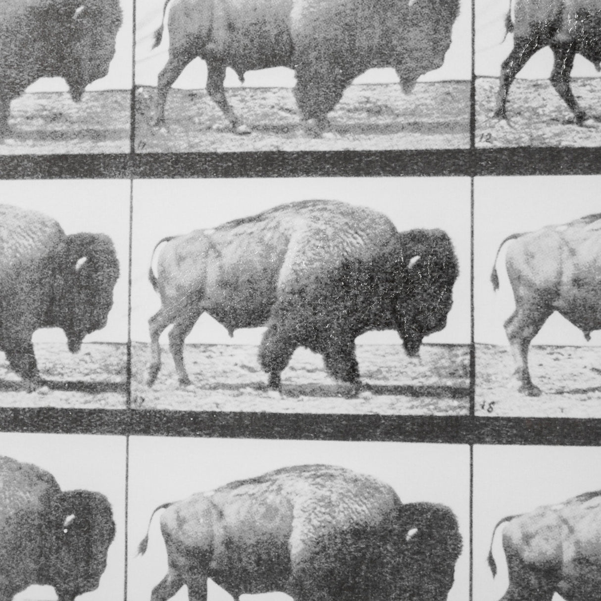 Buffalo Walking by Eadweard Muybridge Hand Embellished Textured Framed Art Print Matted under Glass by Mercana at Eve Furniture