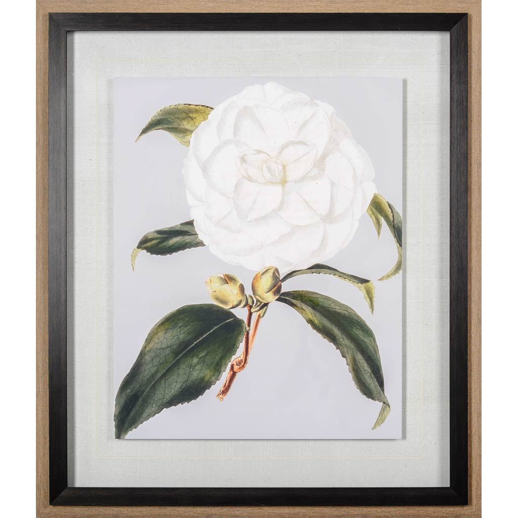 Camellia Japonica I by Vision Studio a Hand Embellished Textured Framed Art Print Matted under Glass by Mercana at Eve Furniture