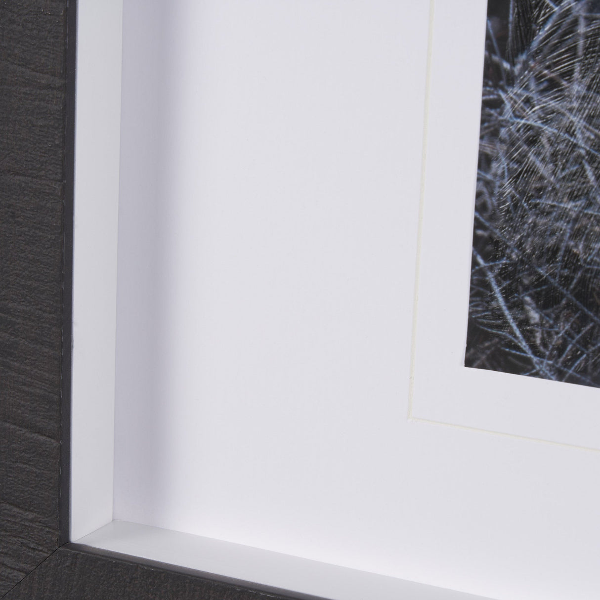 Cautious Gaze by Chad Mackay a Hand Embellished Framed Photo Art Print Matted under Glass by Mercana at Eve Furniture