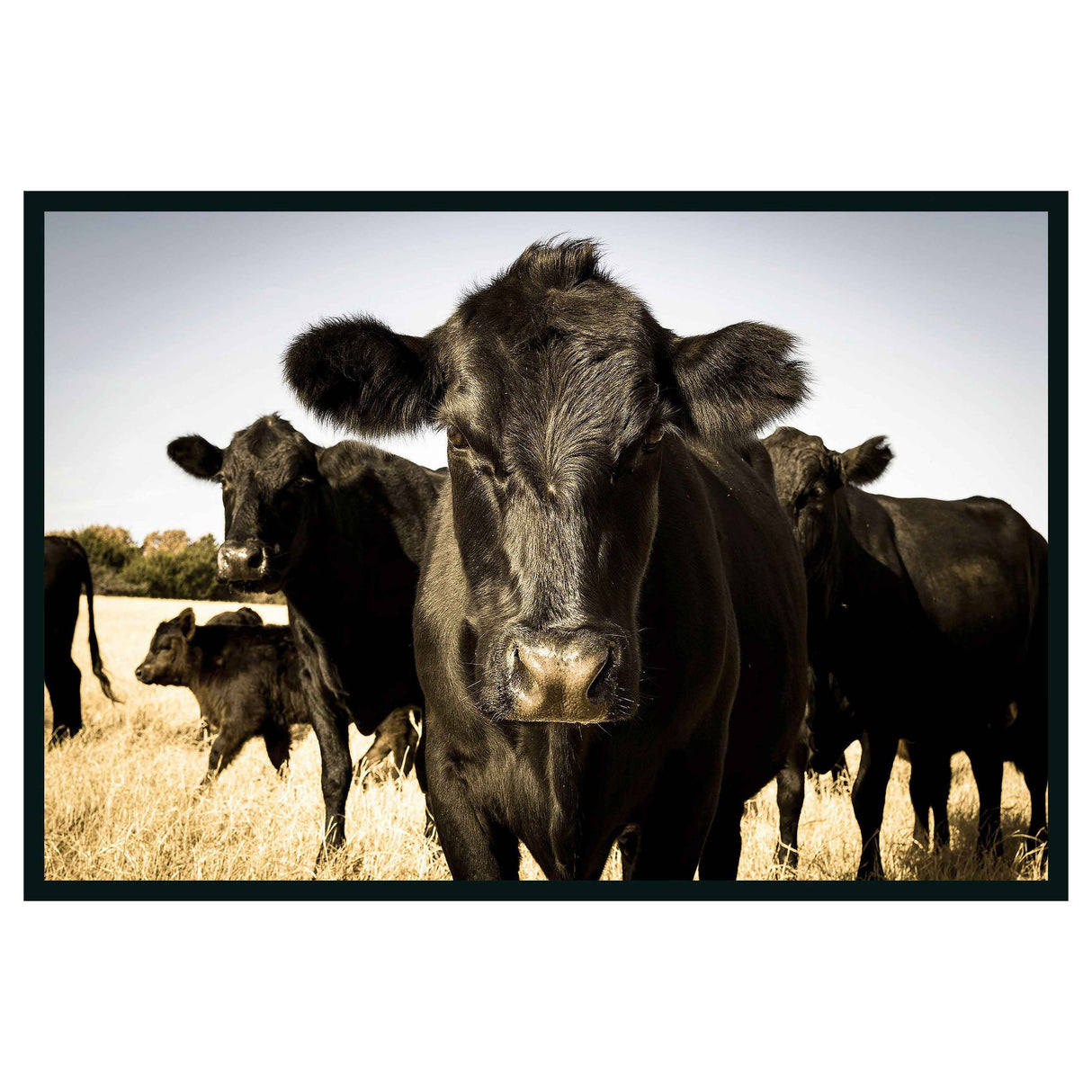 Cow Black Photography 48x72 by Classic Home at Eve Furniture