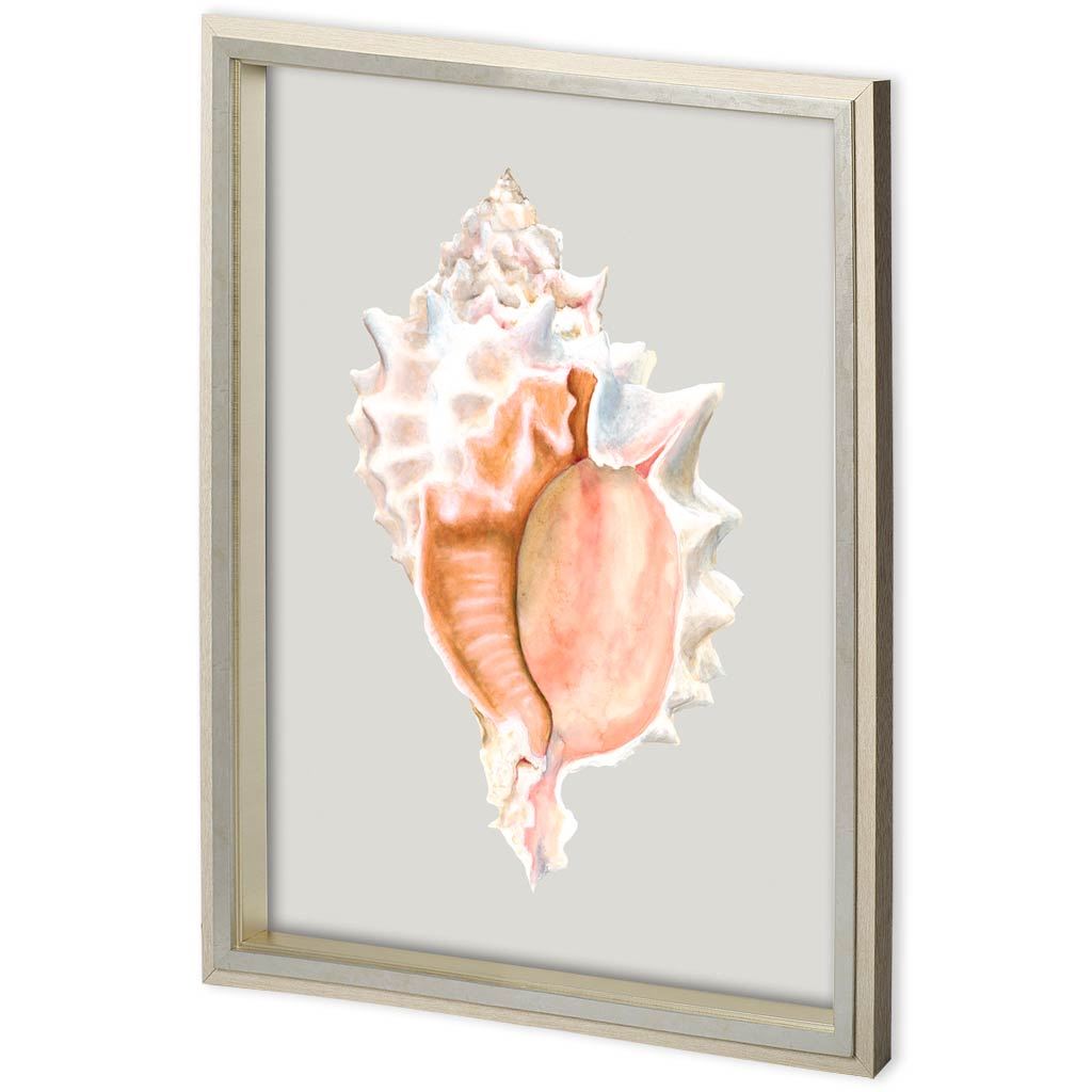Custom Spider Conch by Maleki, Ferdos a Framed Art Print Matted under Glass by Mercana at Eve Furniture