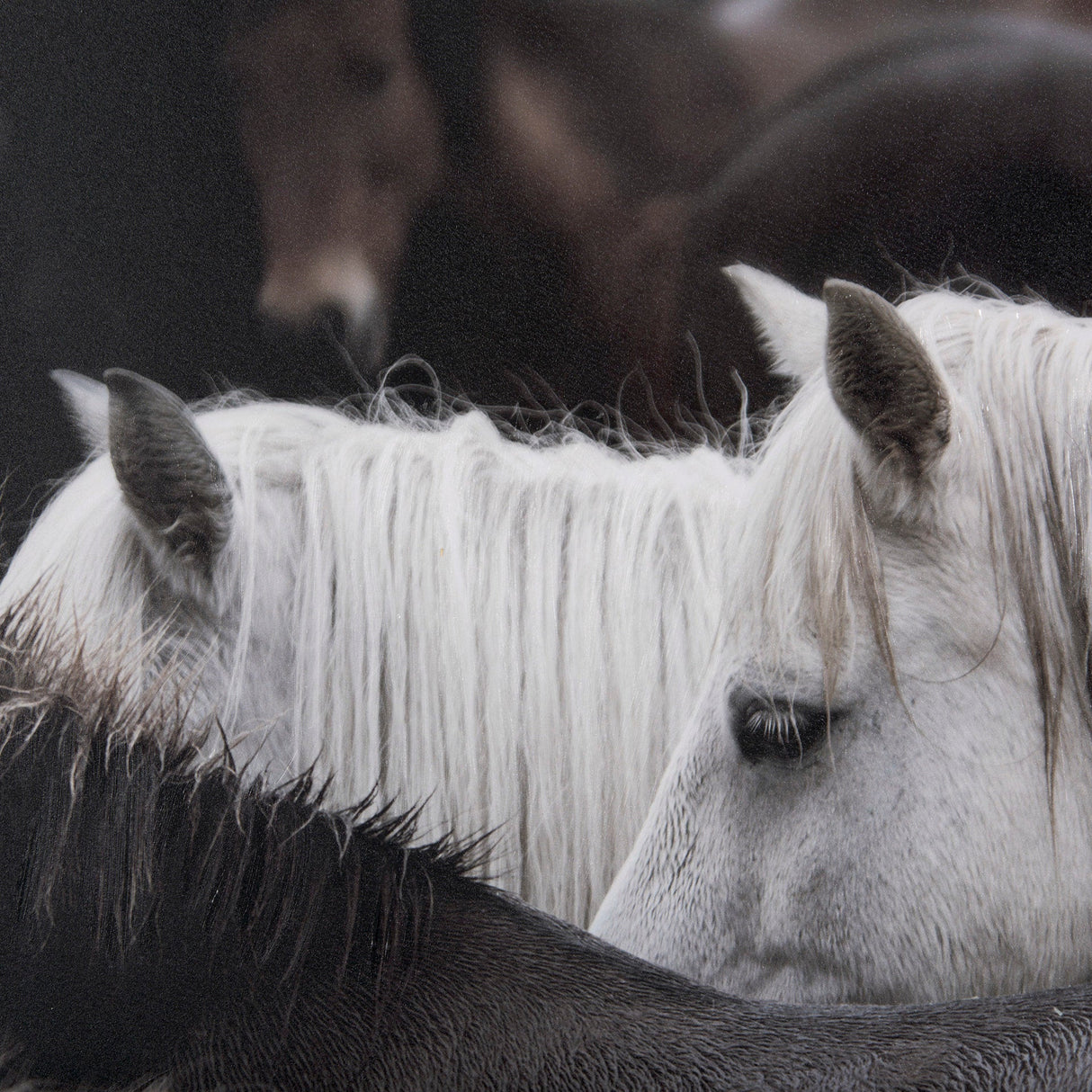 Custom White Horses (MC) by PH Burchett a Hand Embelished Textured Framed Photo Art Decograph by Mercana at Eve Furniture