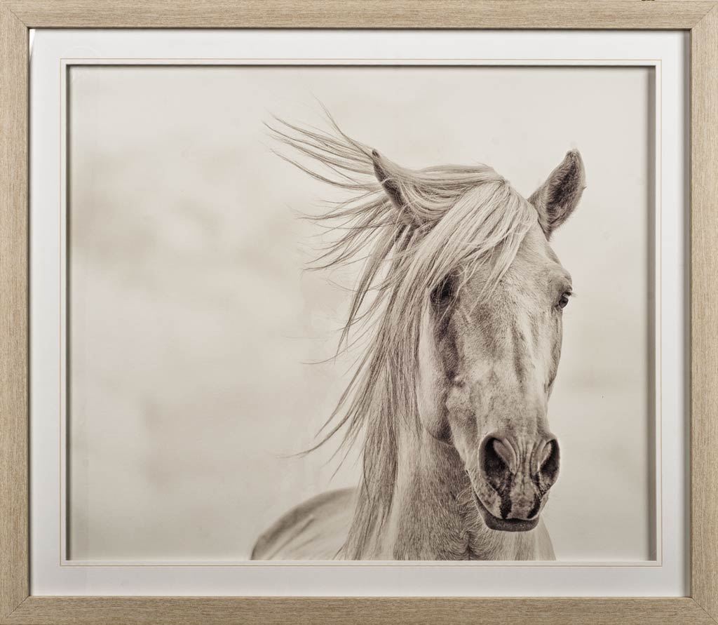 Custom Wind Blown Mane I (MC) by PHBurchett a Framed Photo Art Print Matted under Glass by Mercana at Eve Furniture