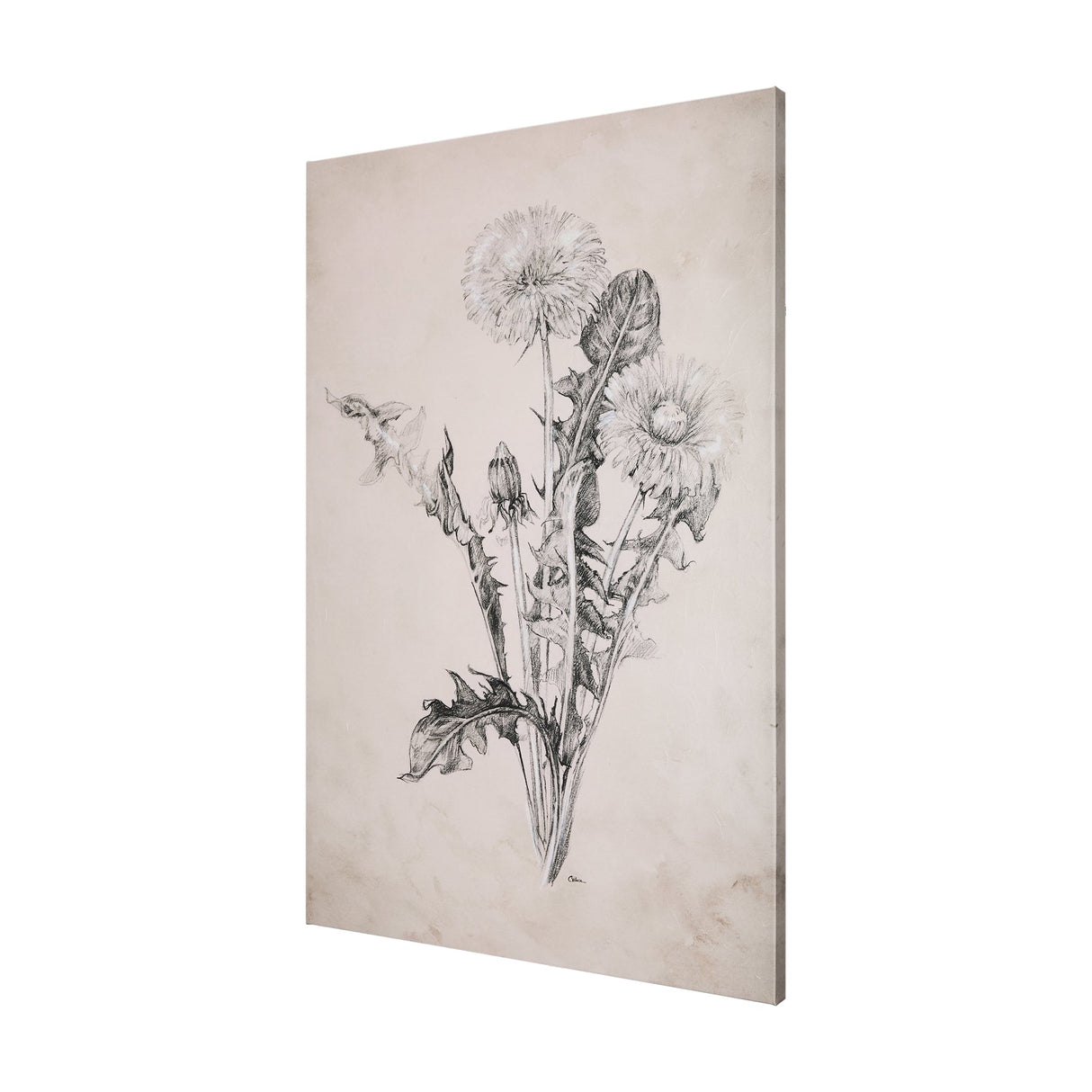 Dandelion Drawing II by Mercana Studio a Hand Embellished Textured Canvas by Mercana at Eve Furniture