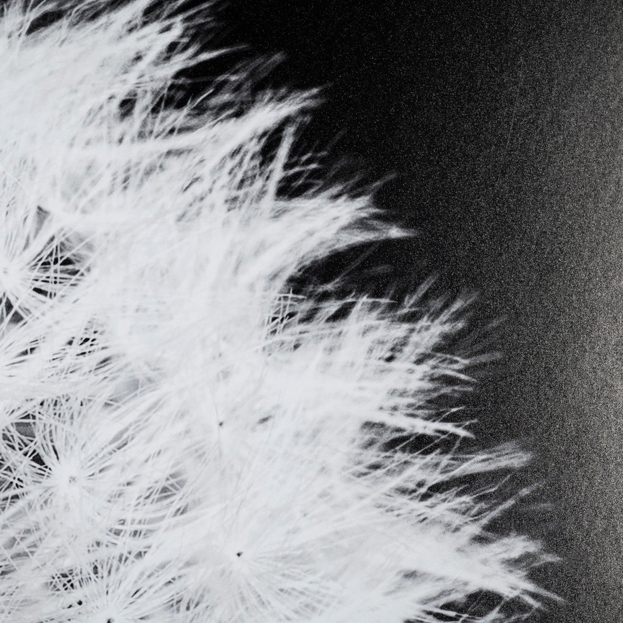 Dandelion on Black I by Aledanda a Framed Photo Art Print Matted under Glass by Mercana at Eve Furniture