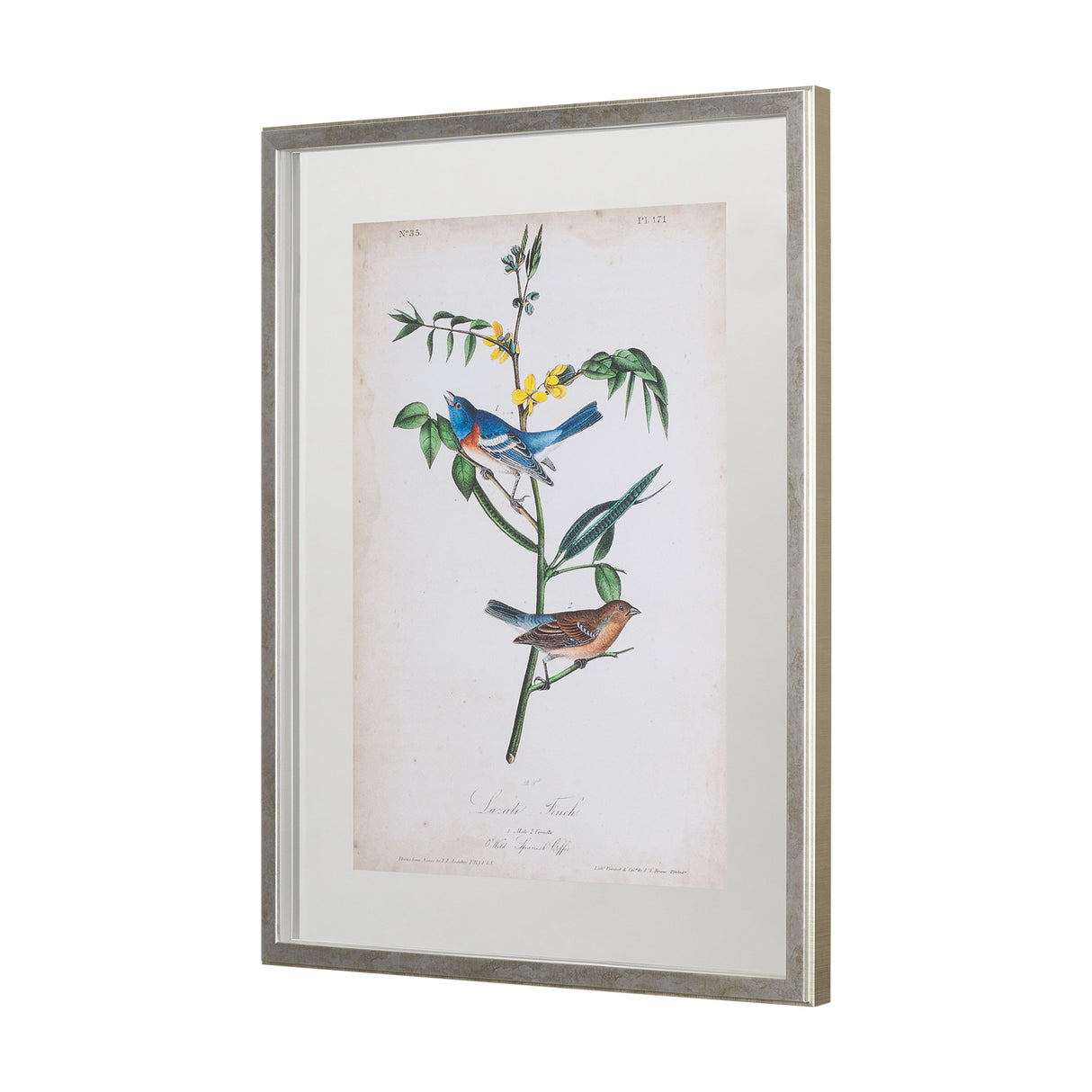 Delicate Bird and Botanical IV by John James Audubon a Framed Art Print Matted under Glass by Mercana at Eve Furniture