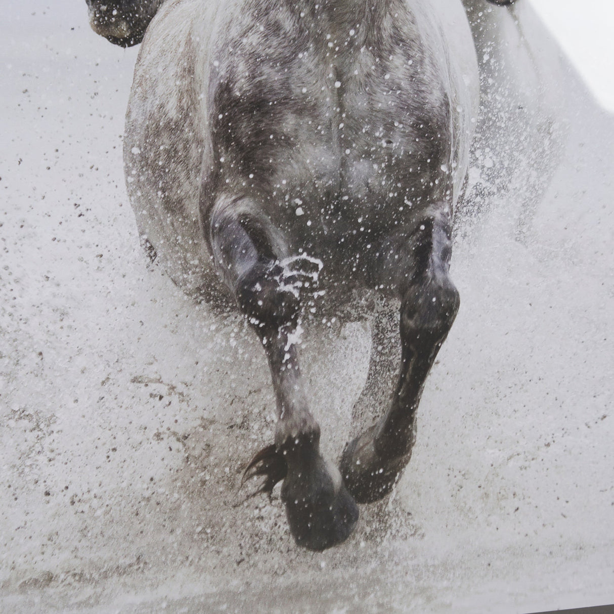 Determination by Irene Suchoki a Framed Photo Art Print Matted under Glass by Mercana at Eve Furniture