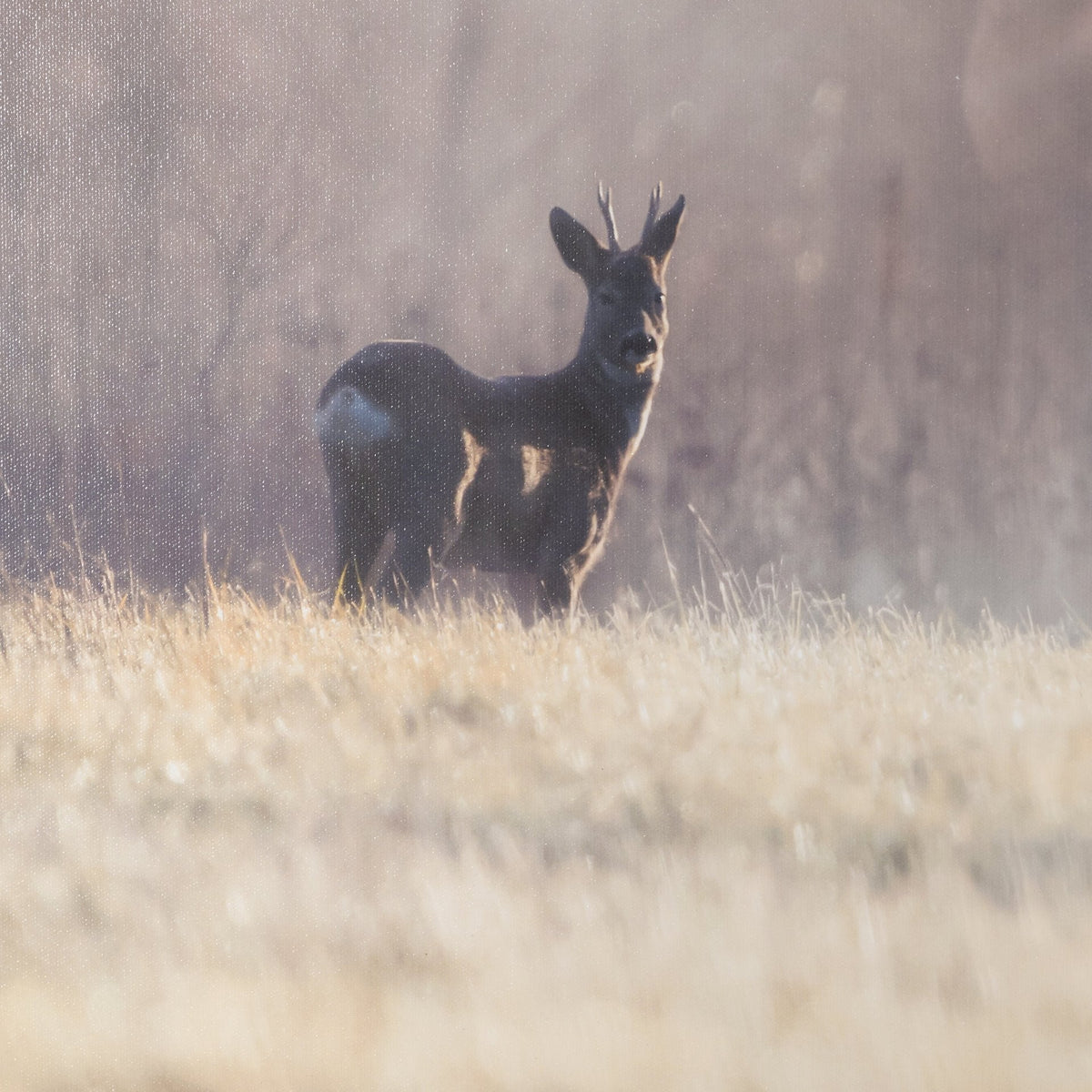 Distant Duo by Andreas Stridsberg Framed Photo Print Matted under Glass by Mercana at Eve Furniture