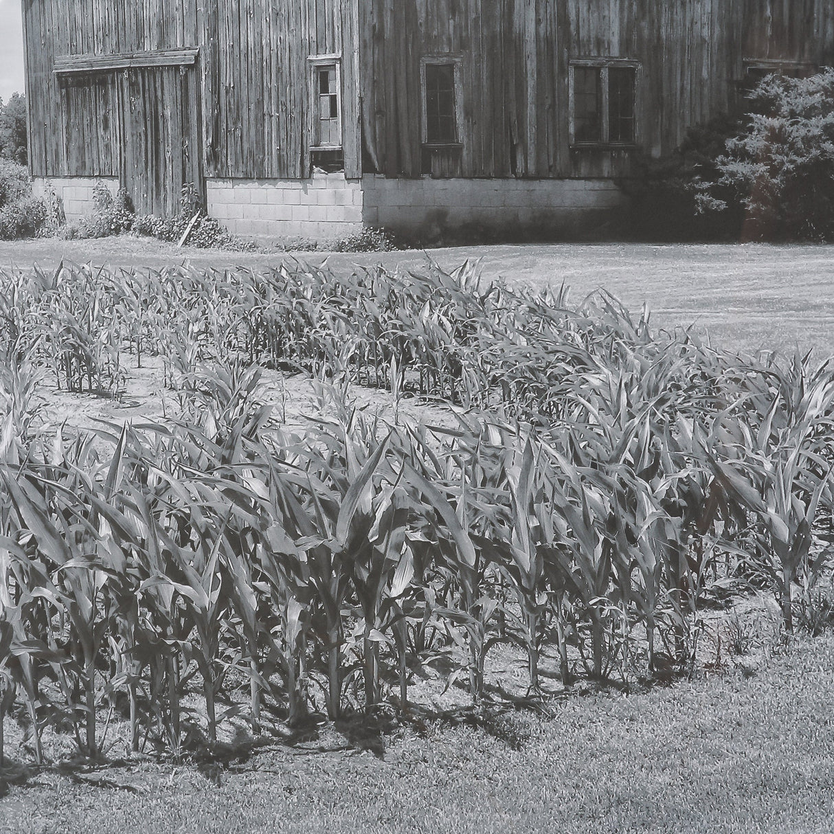 Farm Serenity II by Leda Robertson Textured FramedPhoto Print Matted under Glass by Mercana at Eve Furniture