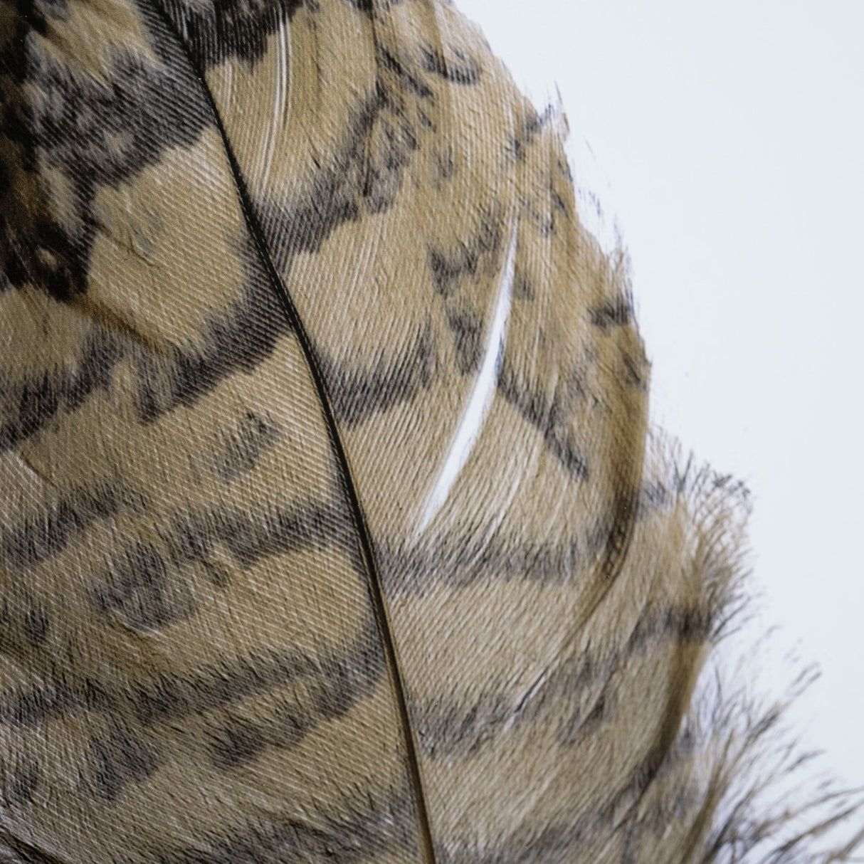 Feathered Friends by Nancy Crowell a Framed Art Print Matted under Glass by Mercana at Eve Furniture