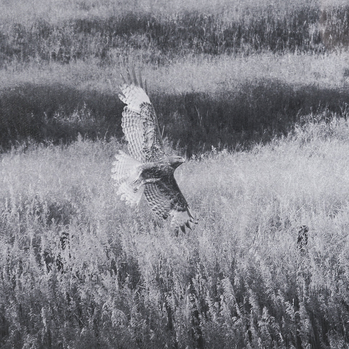 Fence Line Flight I by R. Christopher Vest Textured FramedPhoto Print Matted under Glass by Mercana at Eve Furniture