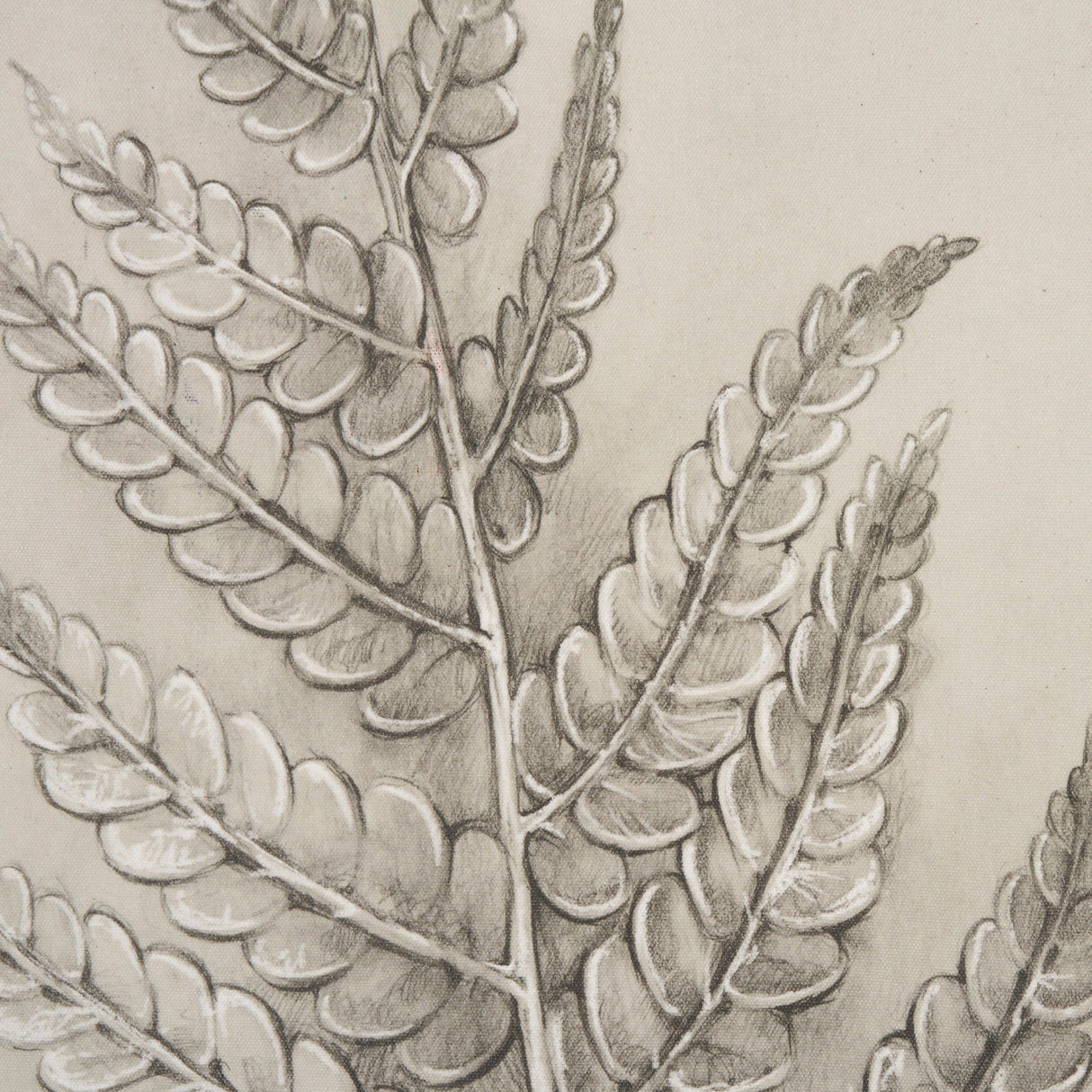 Fern Study I (Osmundastrum Cinnamomeum) by Mercana at Eve Furniture