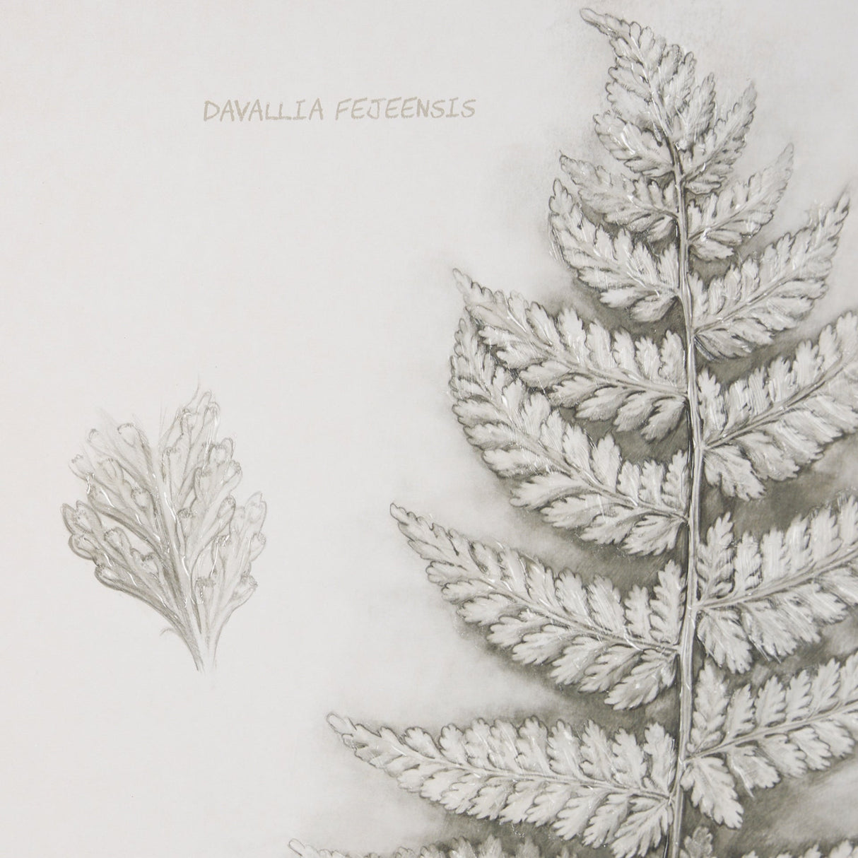 Fern Study II by Mercana Studio Hand Embelished Framed Art Print Matted under Glass by Mercana at Eve Furniture
