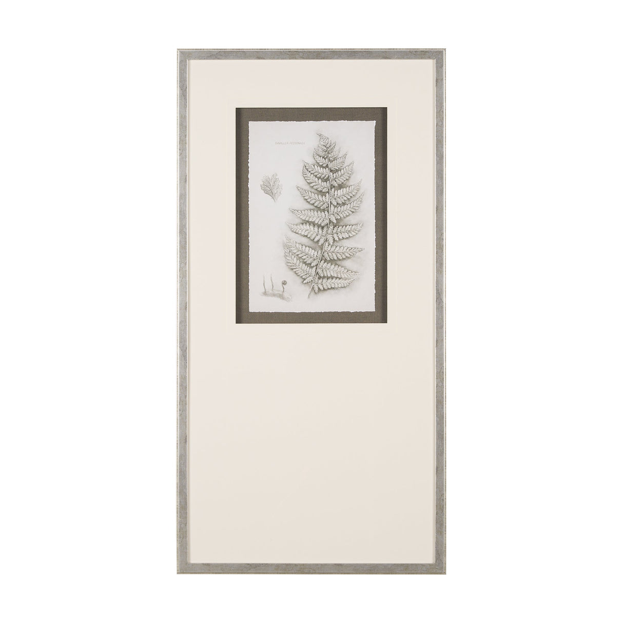 Fern Study II by Mercana Studio Hand Embelished Framed Art Print Matted under Glass by Mercana at Eve Furniture