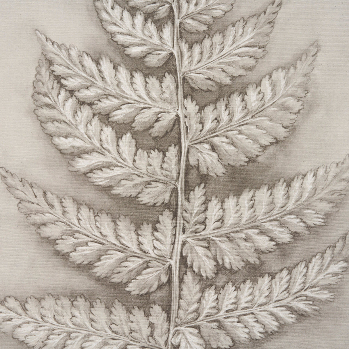 Fern Study II (Davallia Fejeensis) by Mercana Studio a Hand Embellished Framed Art Print by Mercana at Eve Furniture