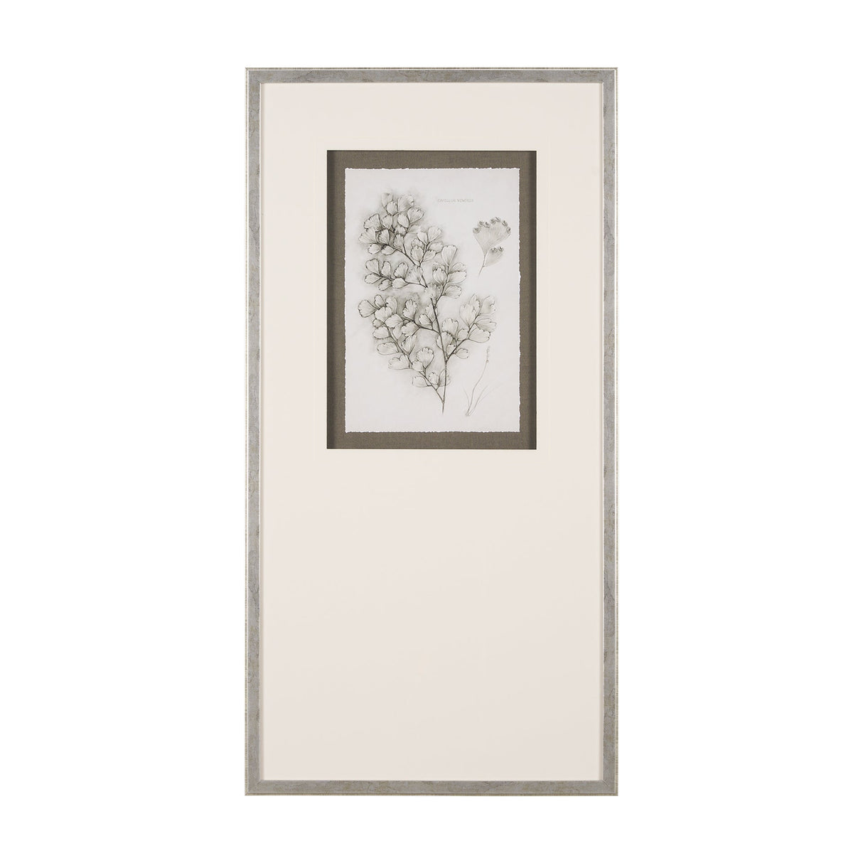 Fern Study IV (Capillus Veneris) Mercana Studio Hand Embelished Framed Art Print Matted under Glass by Mercana at Eve Furniture
