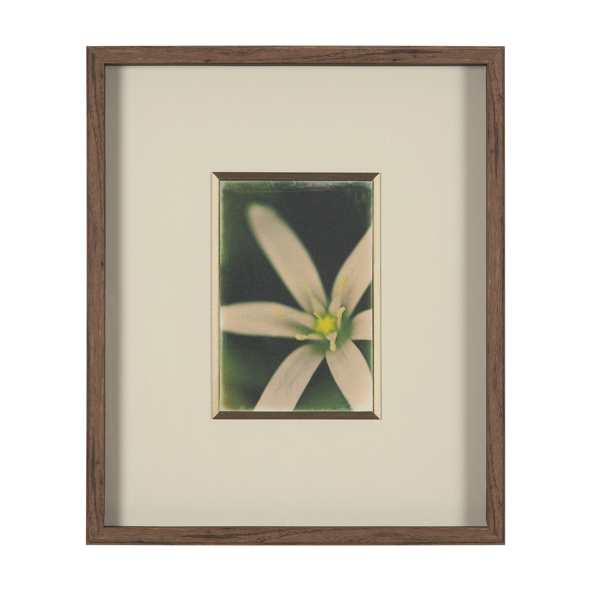 Floral Finesse by Michael Banks a Hand Embellished Framed Photo Art Print Matted under Glass by Mercana at Eve Furniture