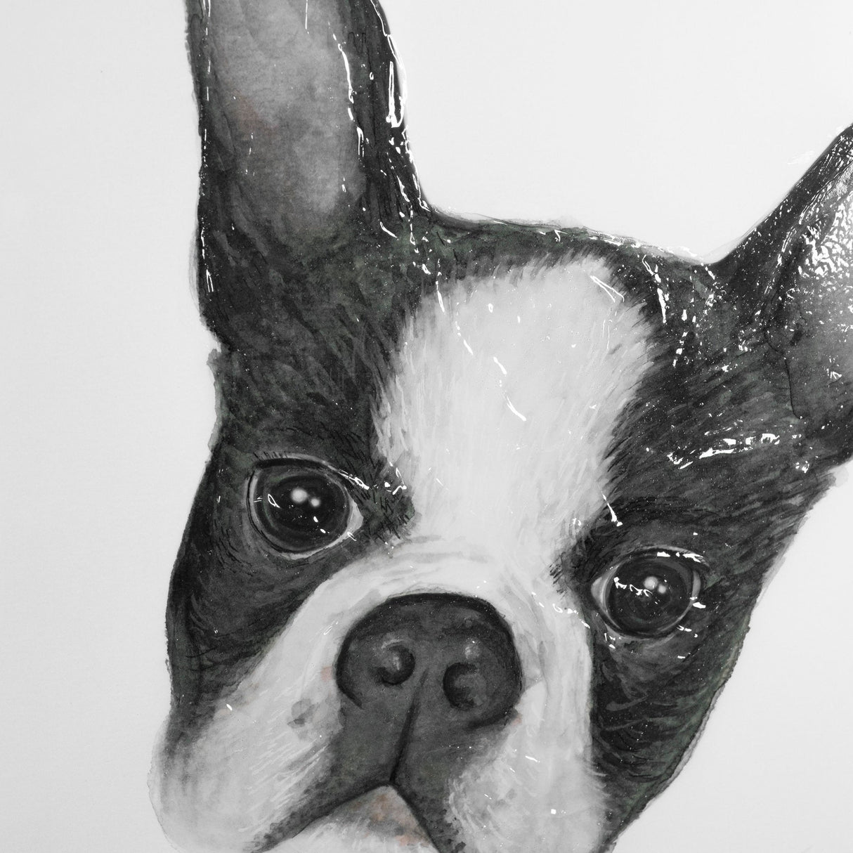 Floyd (Boston Terrier 1) by Mercana Studio Hand Embellished Framed Art Print Matted under Glass by Mercana at Eve Furniture