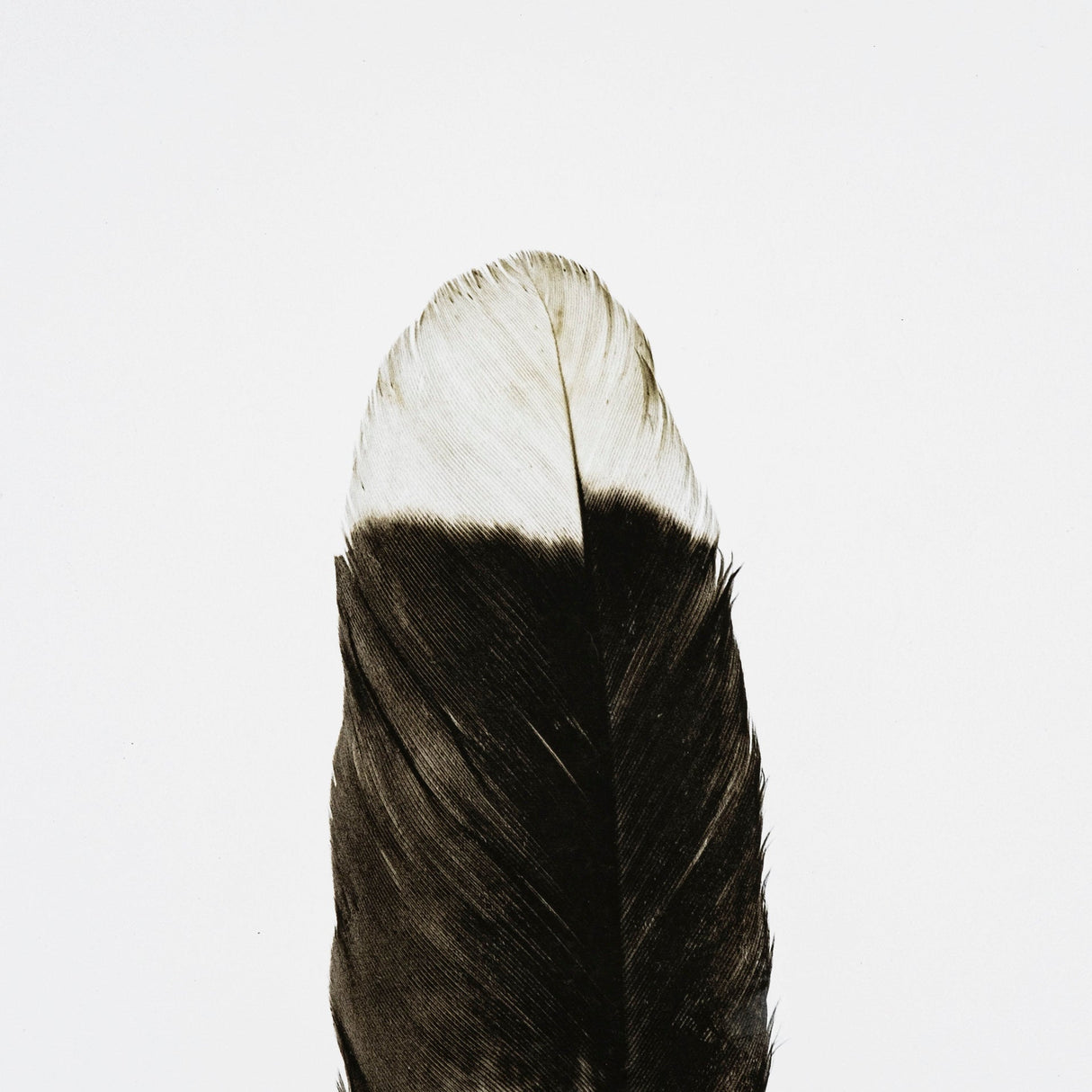 Flying solo by Nancy Crowell a Framed Art Print Matted under Glass by Mercana at Eve Furniture