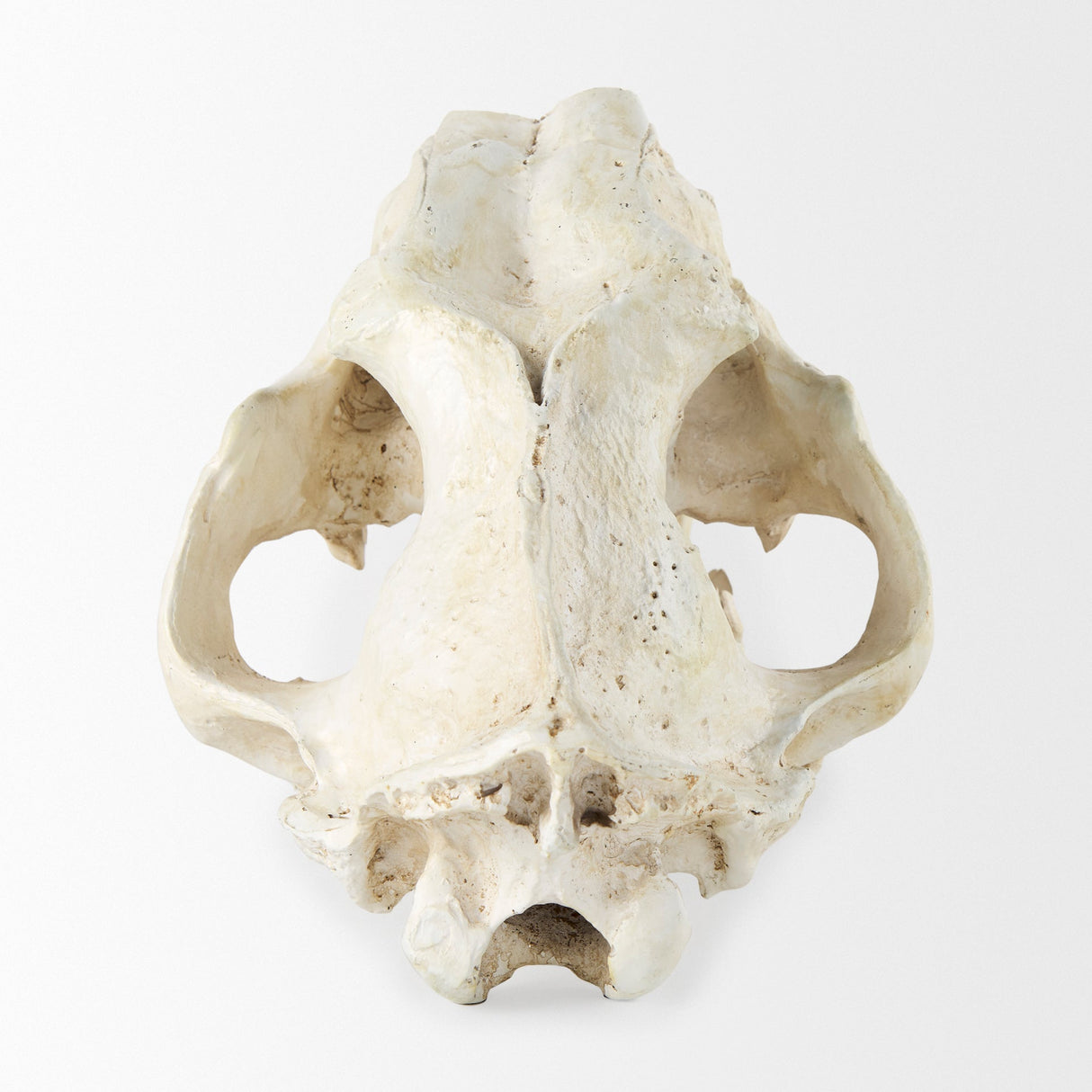 Fozzil 9L x 9W Resin Sabretooth Skull Replica by Mercana at Eve Furniture