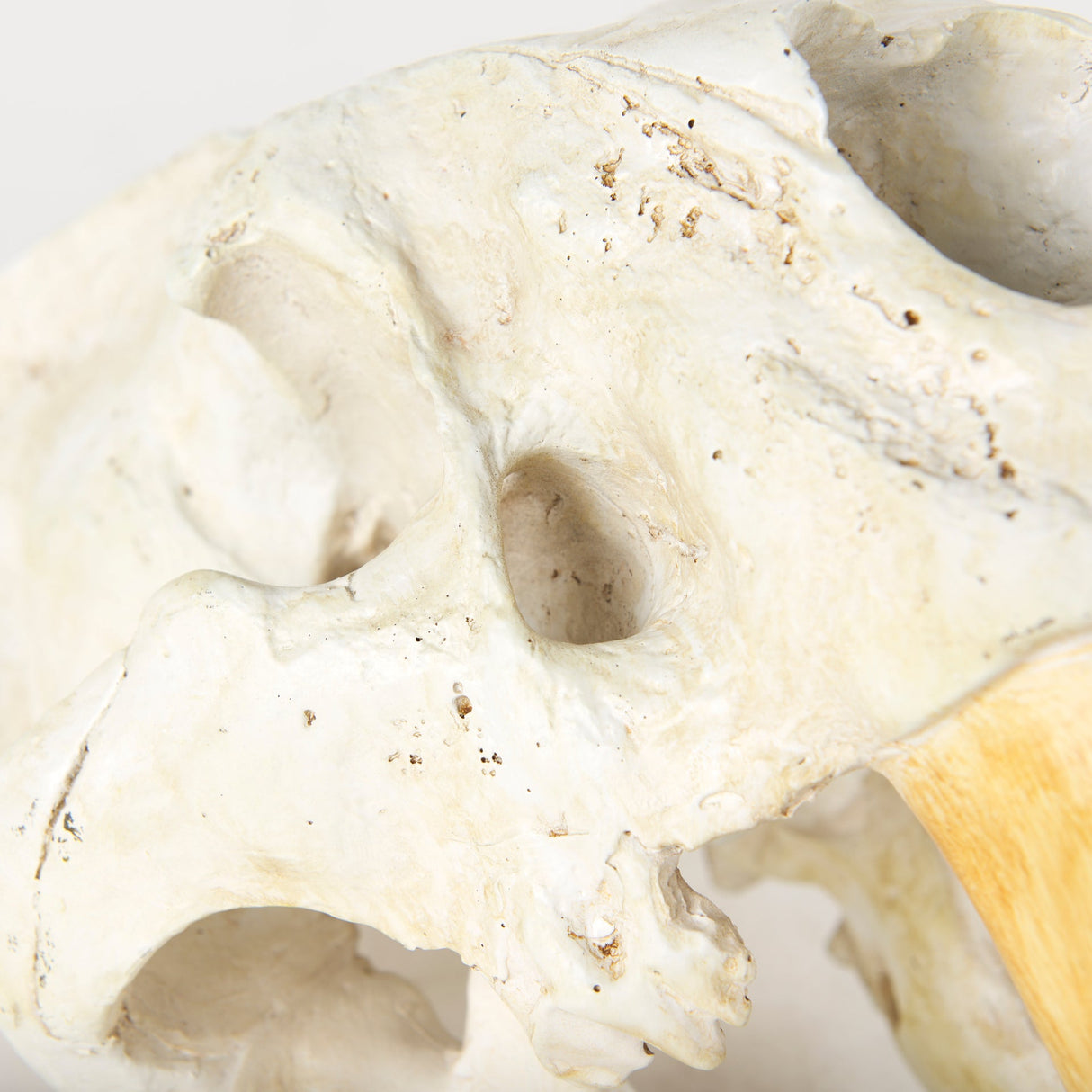 Fozzil 9L x 9W Resin Sabretooth Skull Replica by Mercana at Eve Furniture