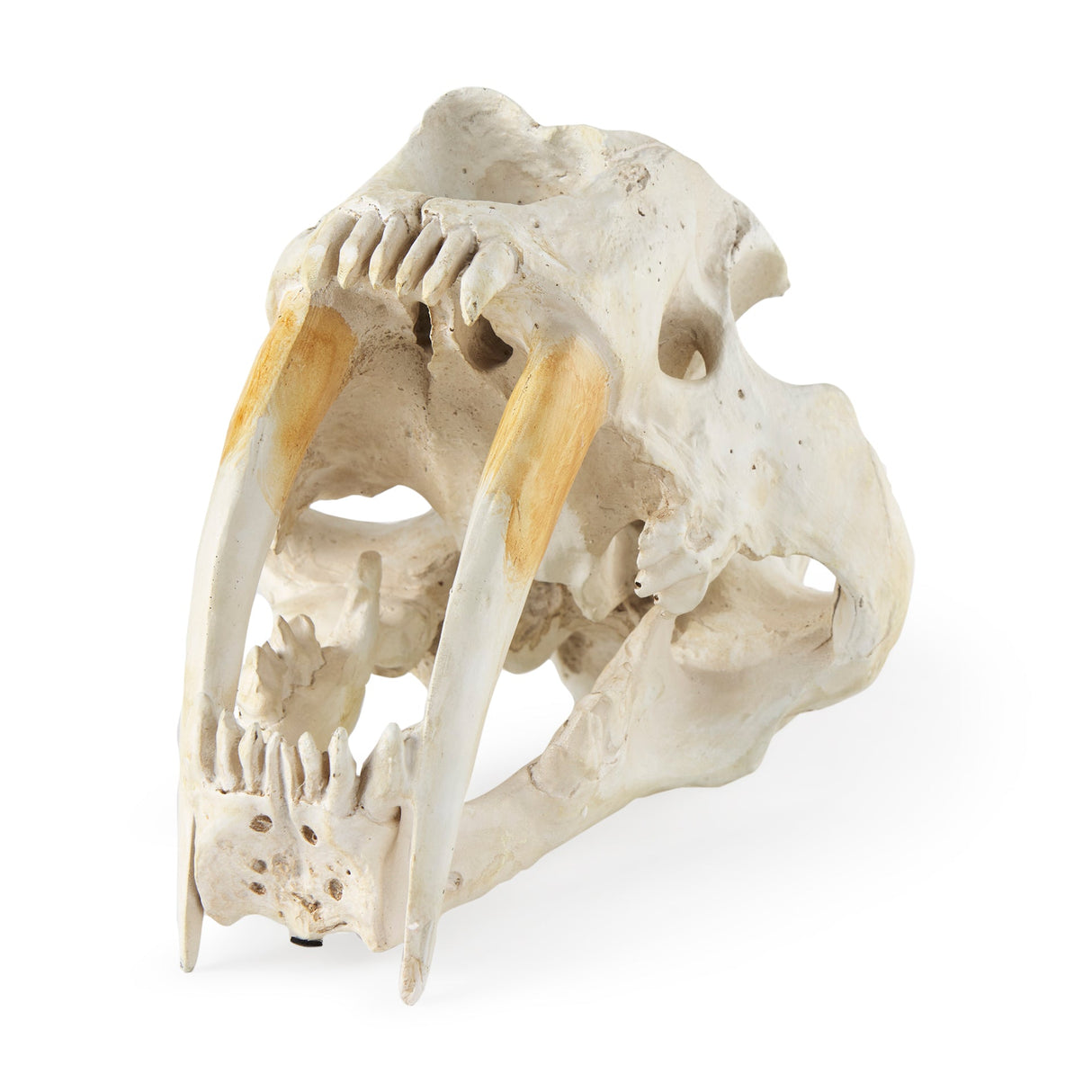 Fozzil Resin Sabretooth Skull Replica by Mercana at Eve Furniture