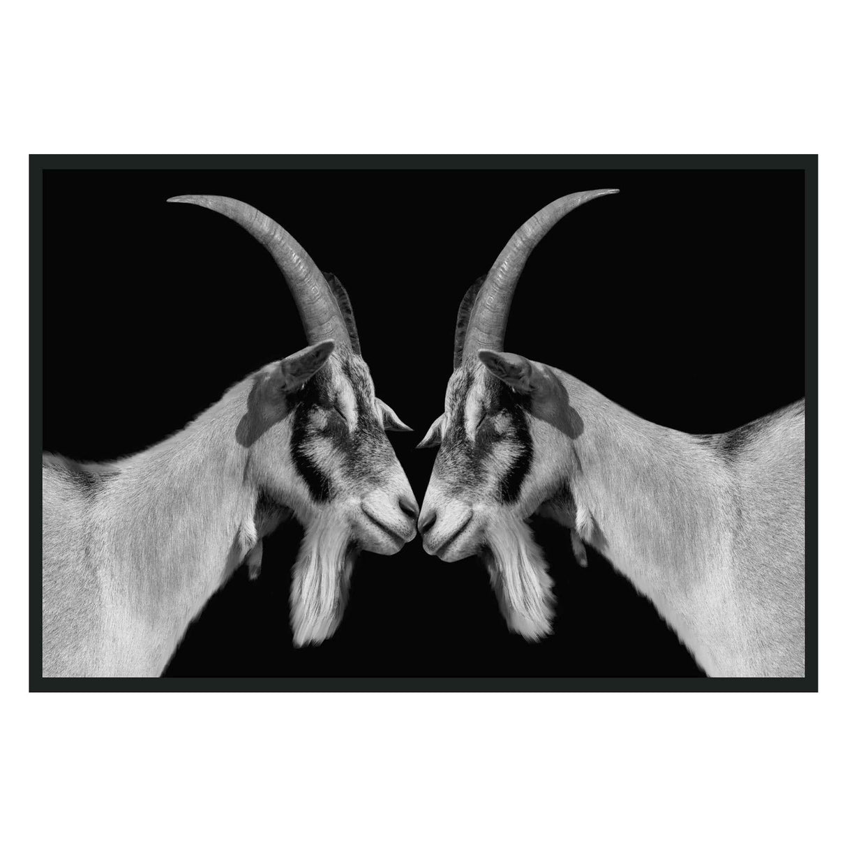 Goat Black/White Photography 48x72 by Classic Home at Eve Furniture