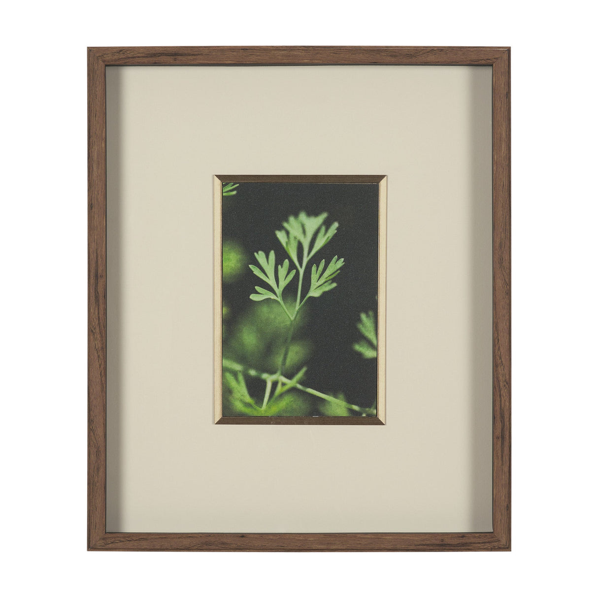 Green Growth by Michael Banks a Hand Embellished Framed Photo Art Print Matted under Glass by Mercana at Eve Furniture