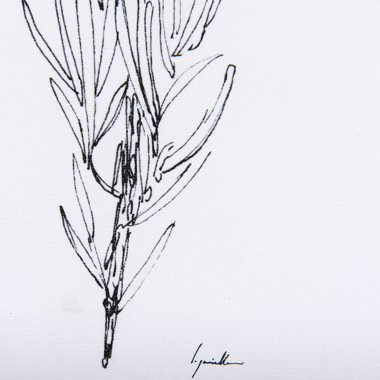 Herb Sketch I,II by Mercana Studio a Hand Embellished Textured Framed Art Print by Mercana at Eve Furniture