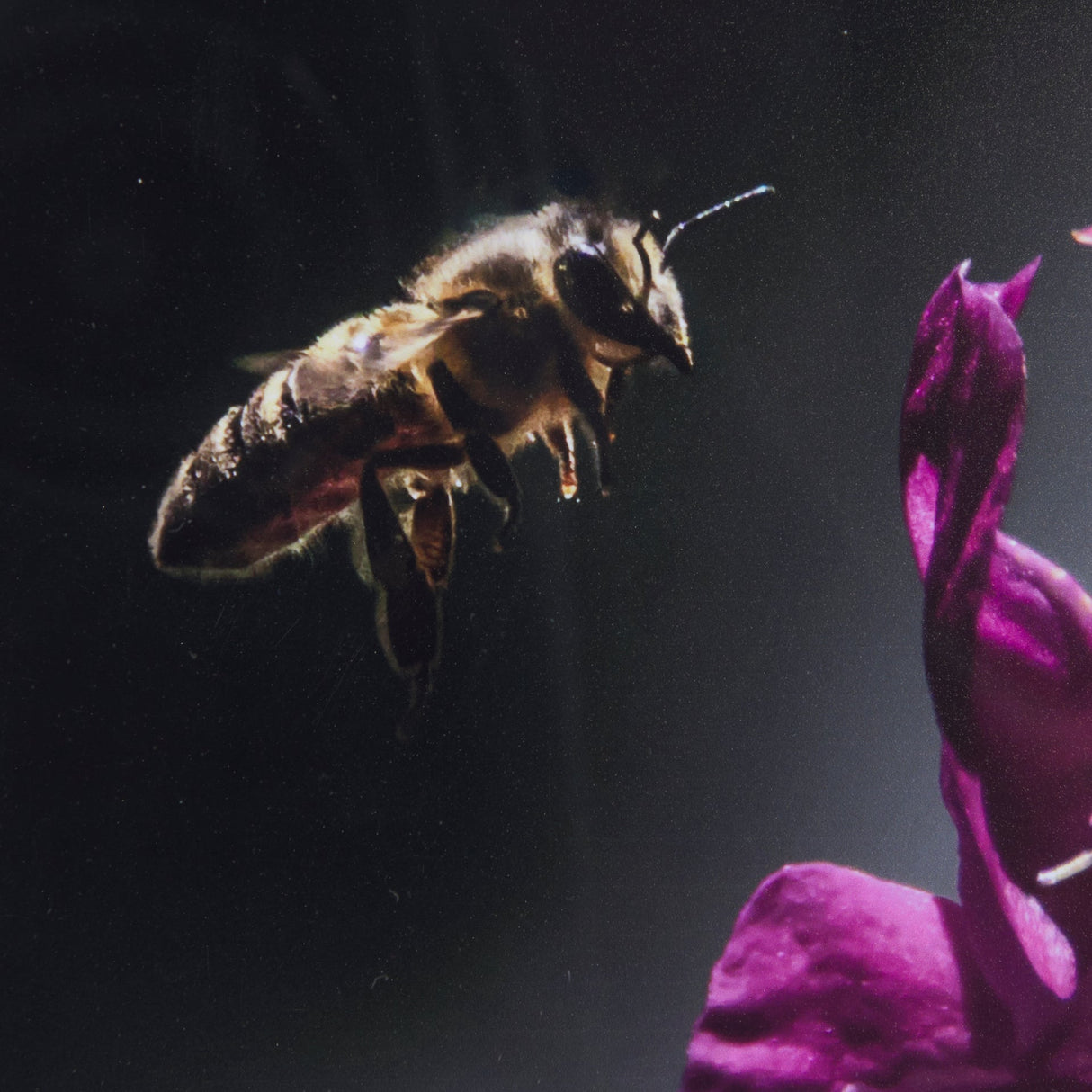 Honey Bee by Chad Mackay a Framed Photo Art Print Matted under Glass by Mercana at Eve Furniture