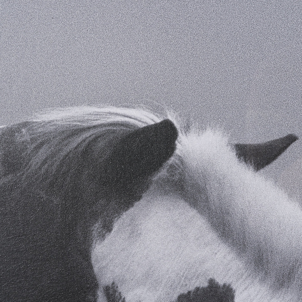 Horse Harmony - Nuzzle by Laura Warren a Hand Embellished Framed Photo Art Print Matted under Glass by Mercana at Eve Furniture