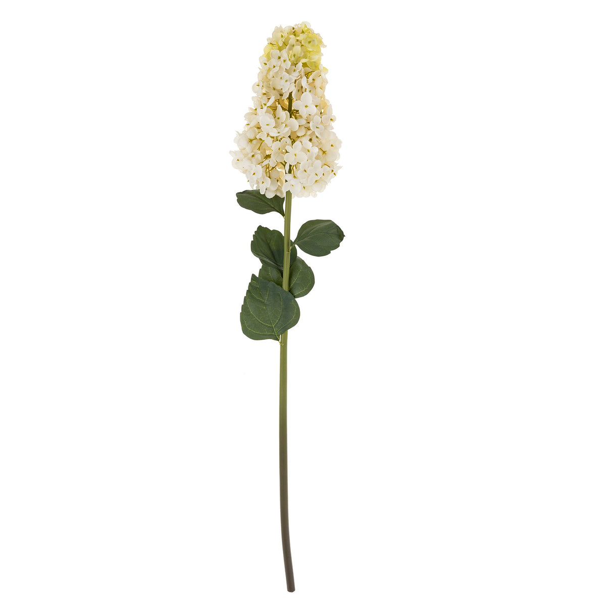 Hydrangea Paniculata Stem, Set of 12 by Mercana at Eve Furniture