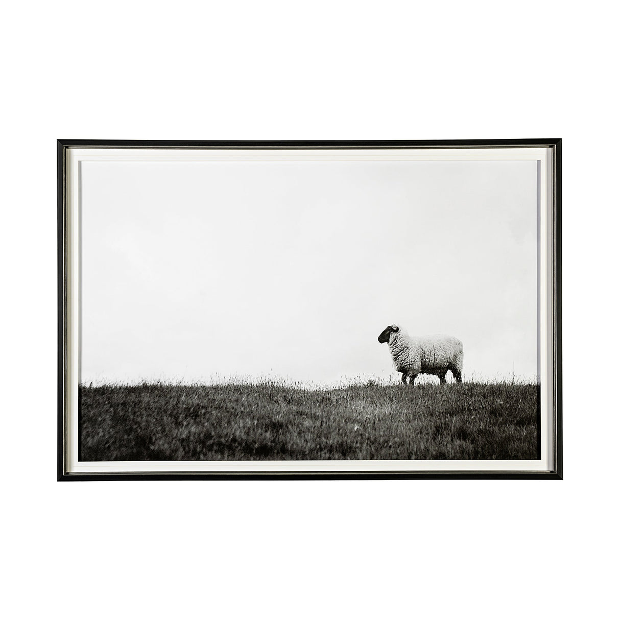 Islay Sheep II by Laura Marshall a Framed Photo Art Print Matted under Glass by Mercana at Eve Furniture